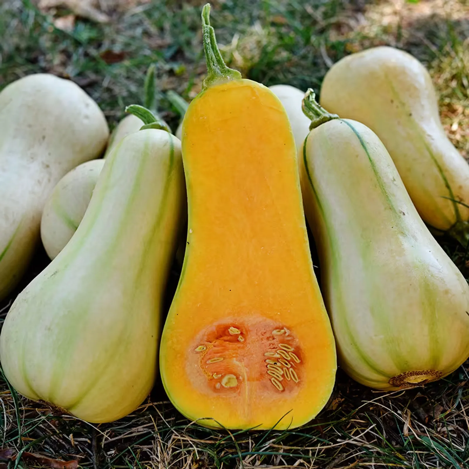 Burpees Butterbush Squash
