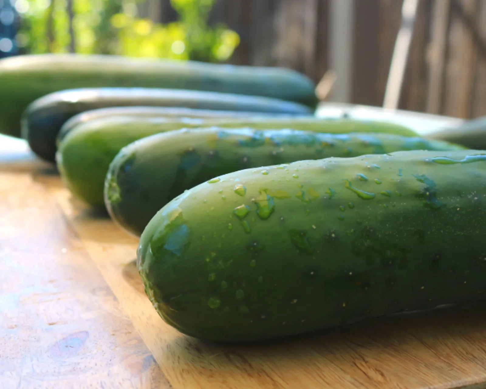 Burpless Supreme Cucumbers