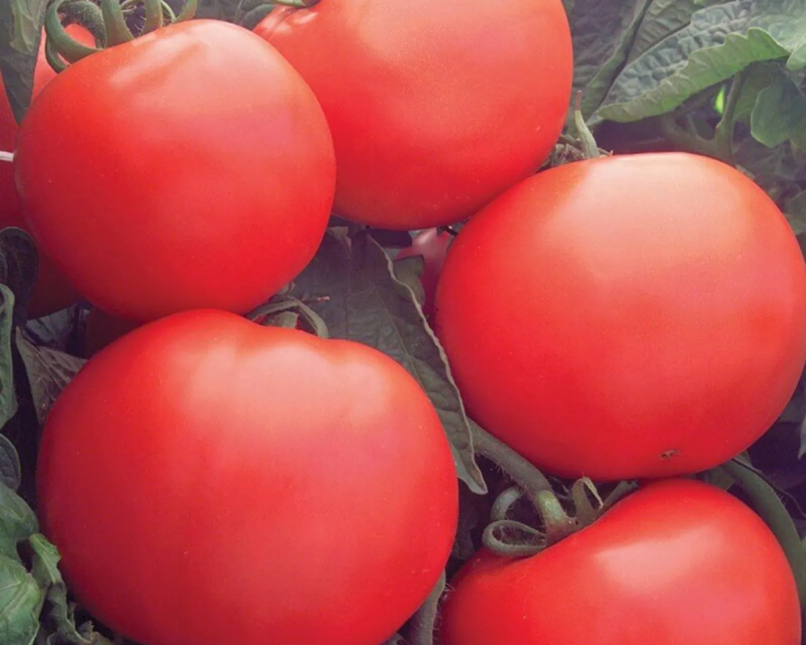 Bush Champion II Tomatoes