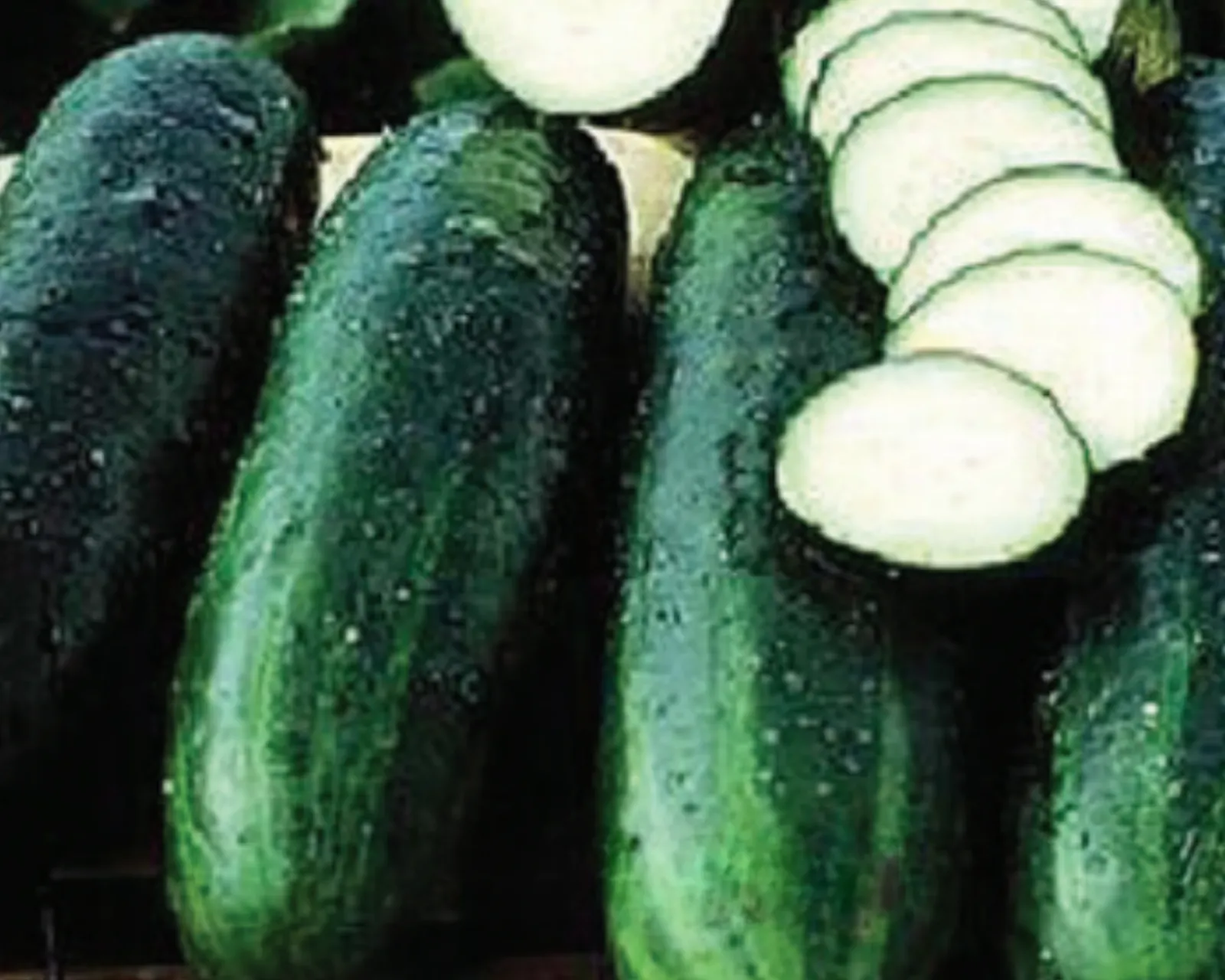 Bush Crop Cucumbers