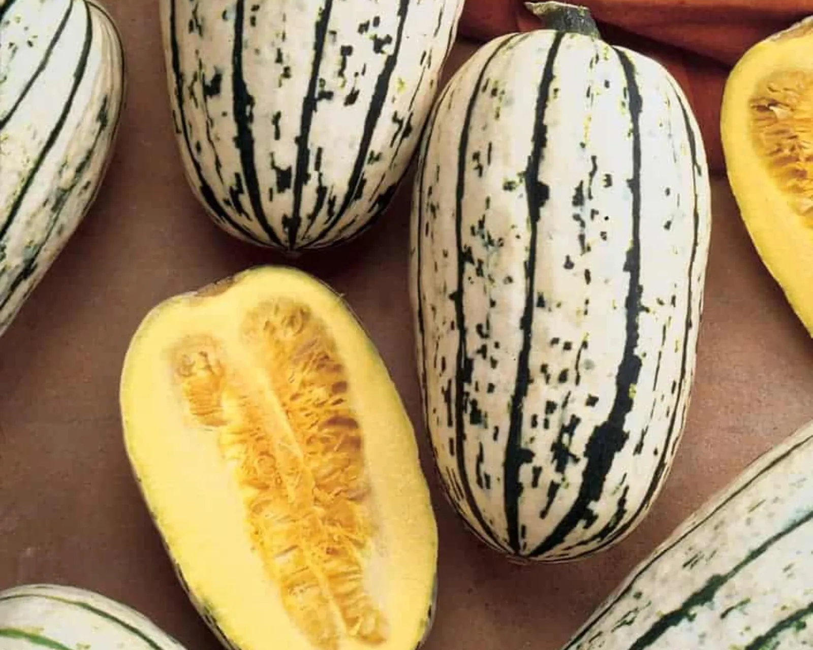 Bush Delicata Squash