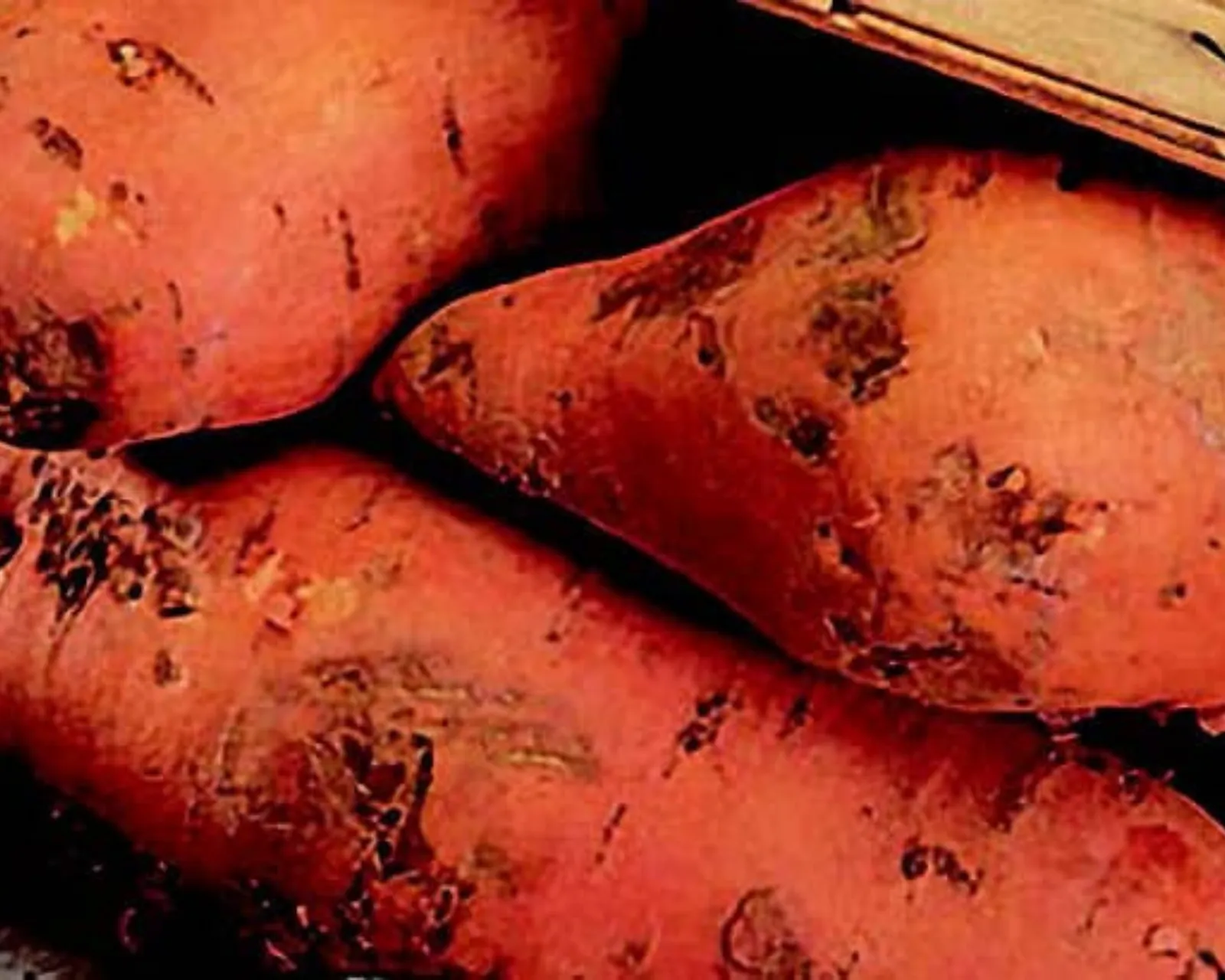 Bush Porto Rico Sweet Potatoes