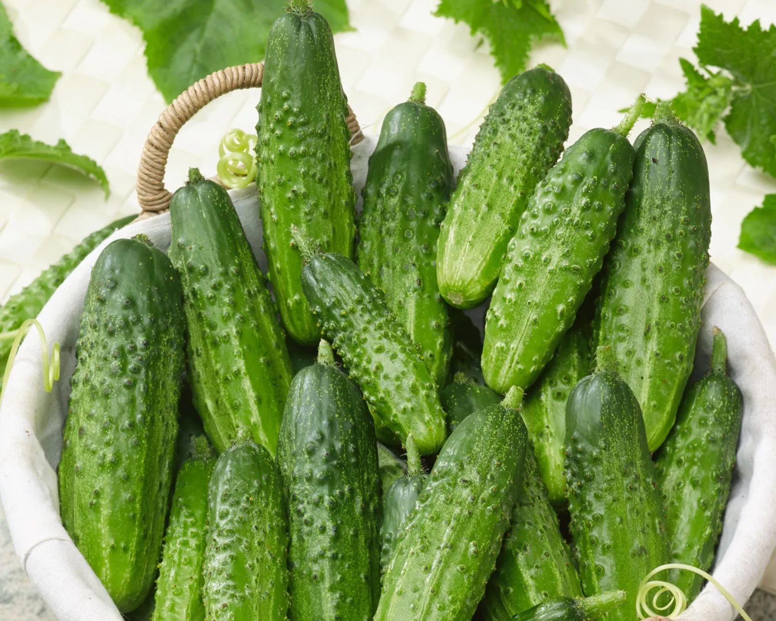 Bushy Compact Pickling Cucumbers