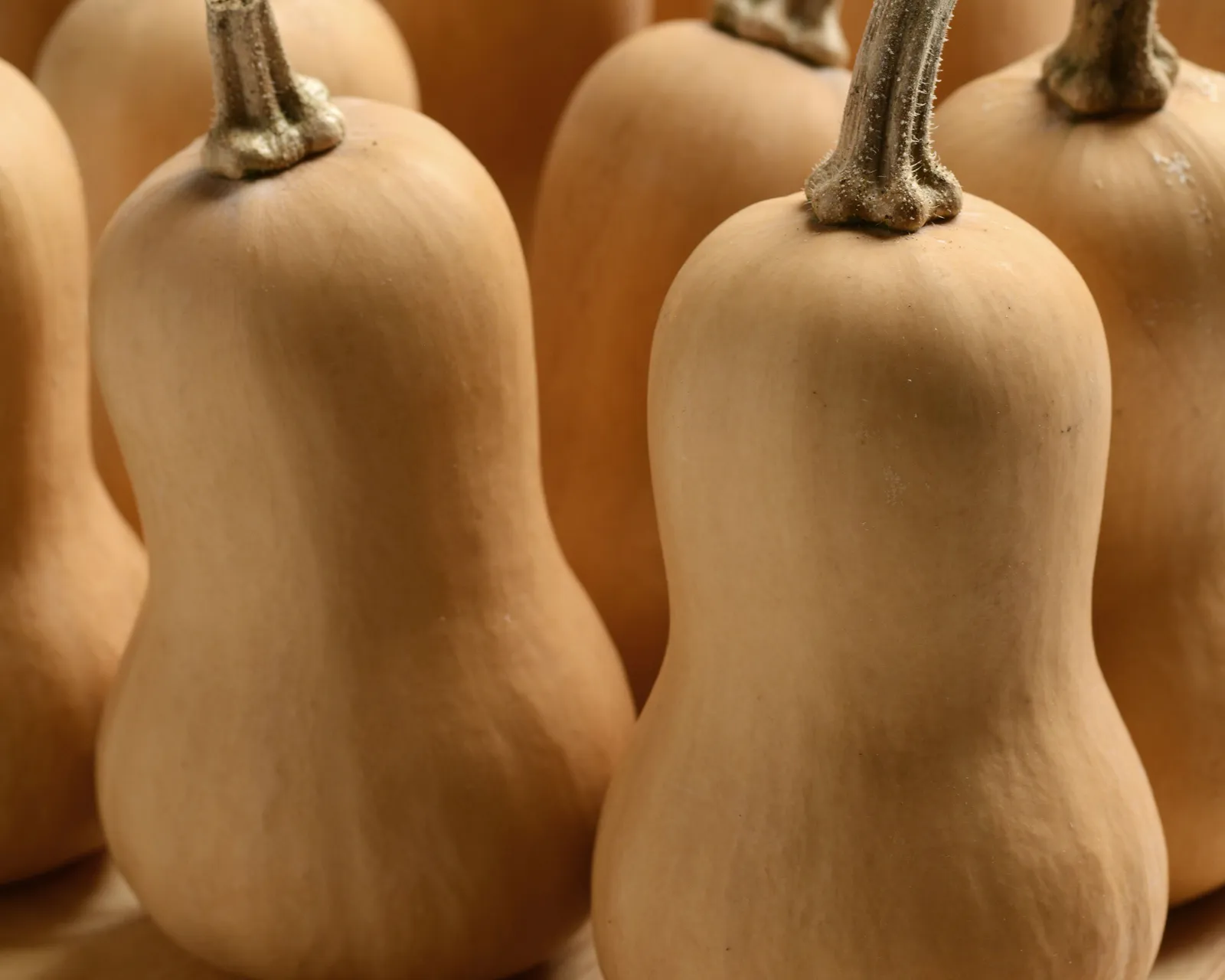 Butterbaby Hybrid Mini Butternut Squash