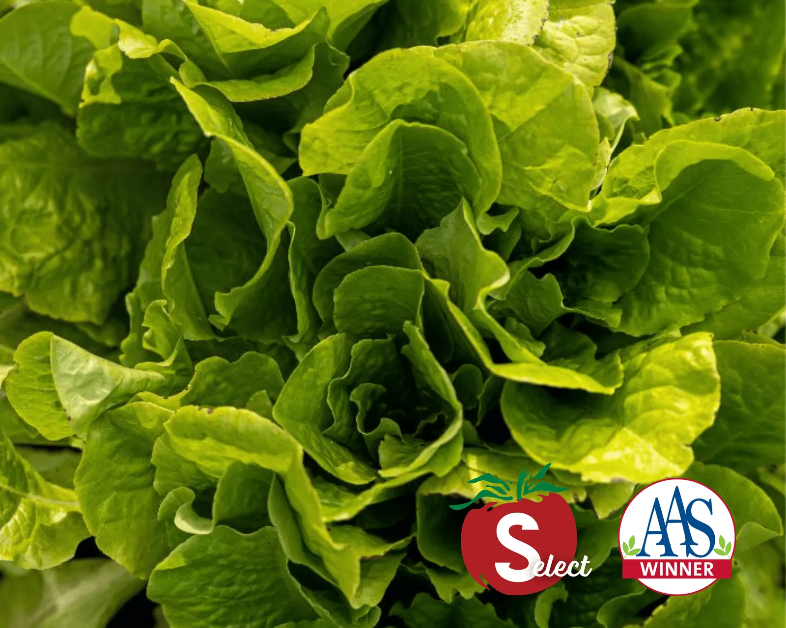 Buttercrunch Lettuce
