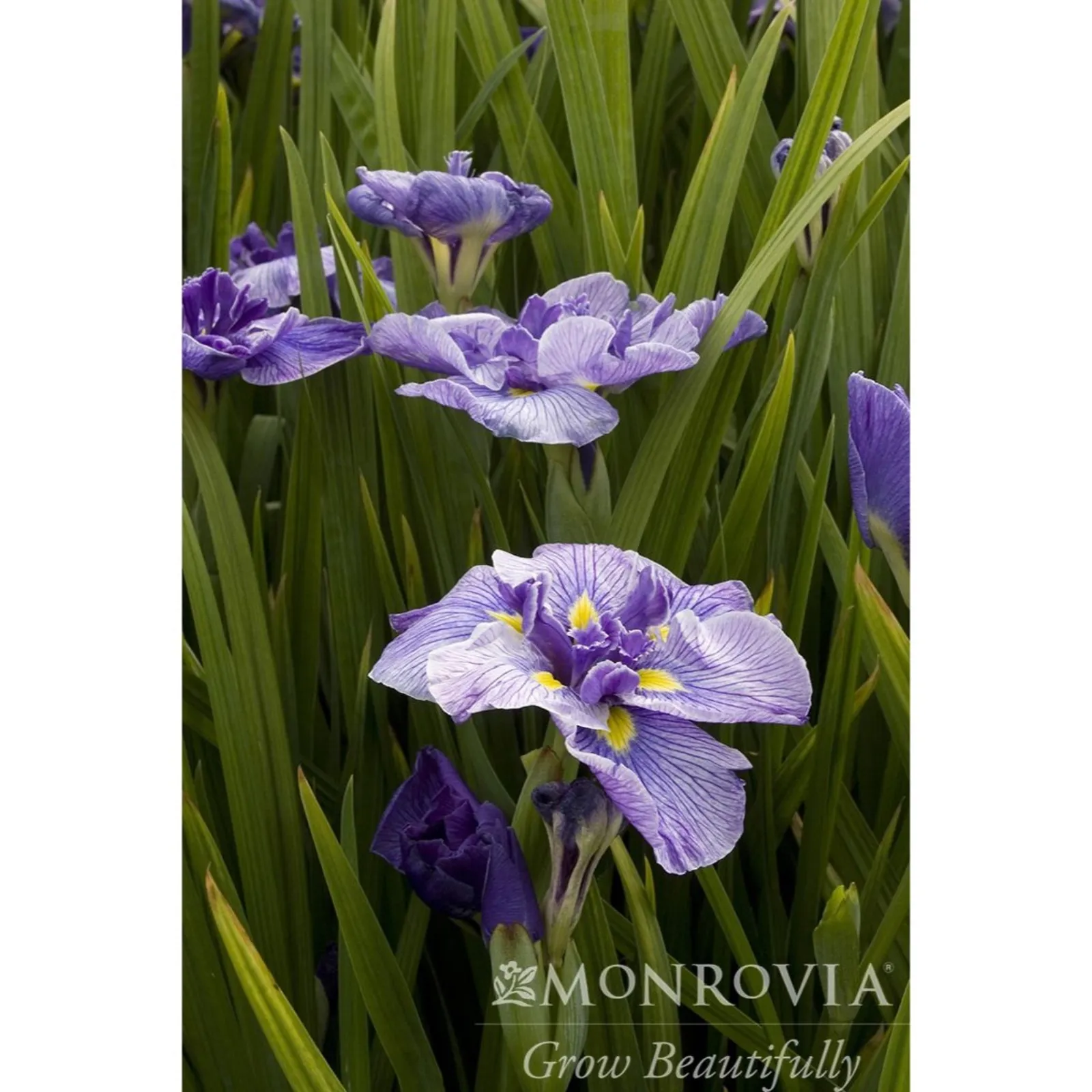 Butterflies in Flight Japanese Iris