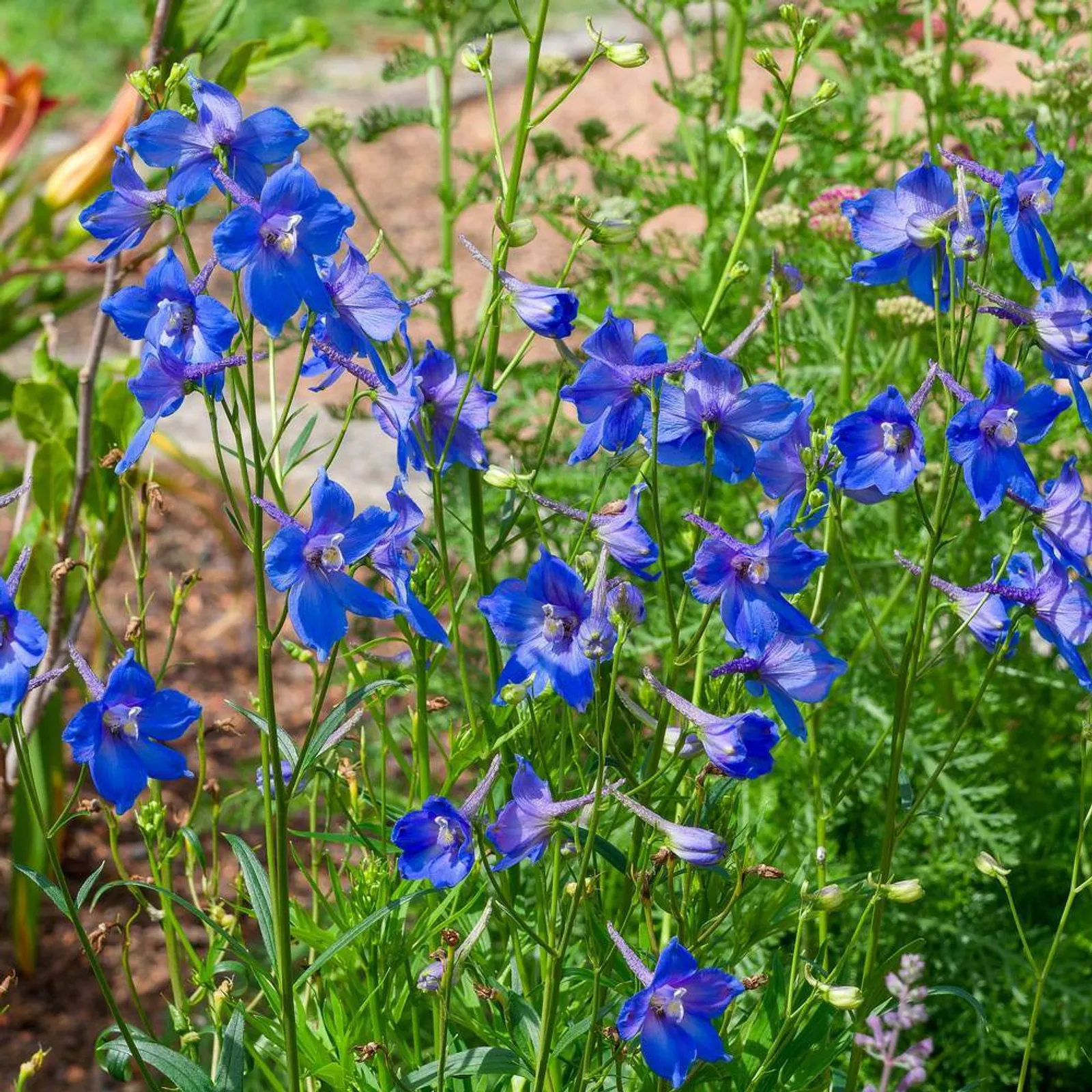 Butterfly Blend Delphinium