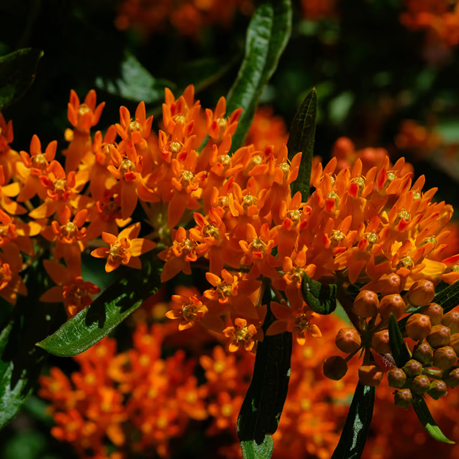 Butterfly Weed Milkweed
