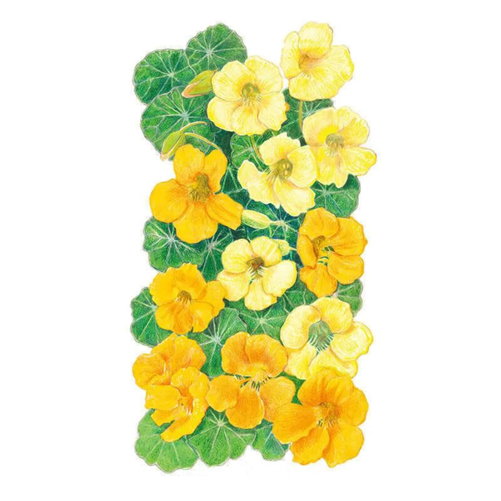 Butterscotch Nasturtium