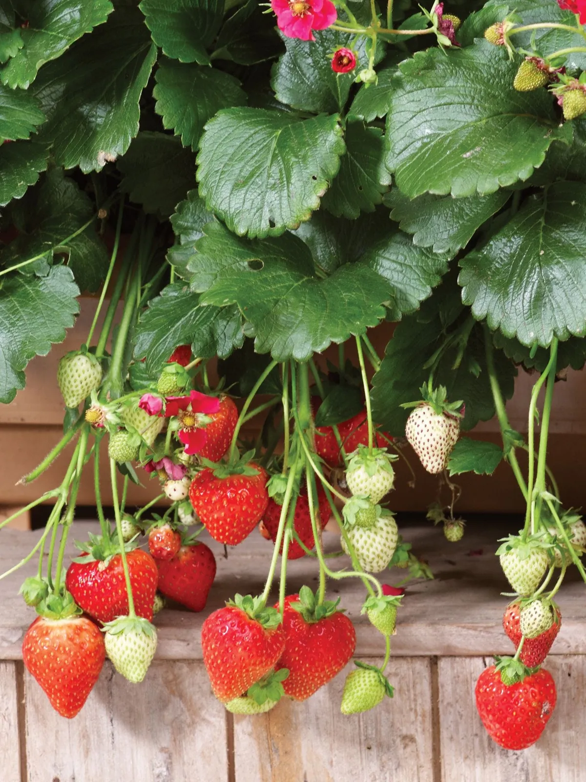 Summer Breeze Deep Rose Strawberries