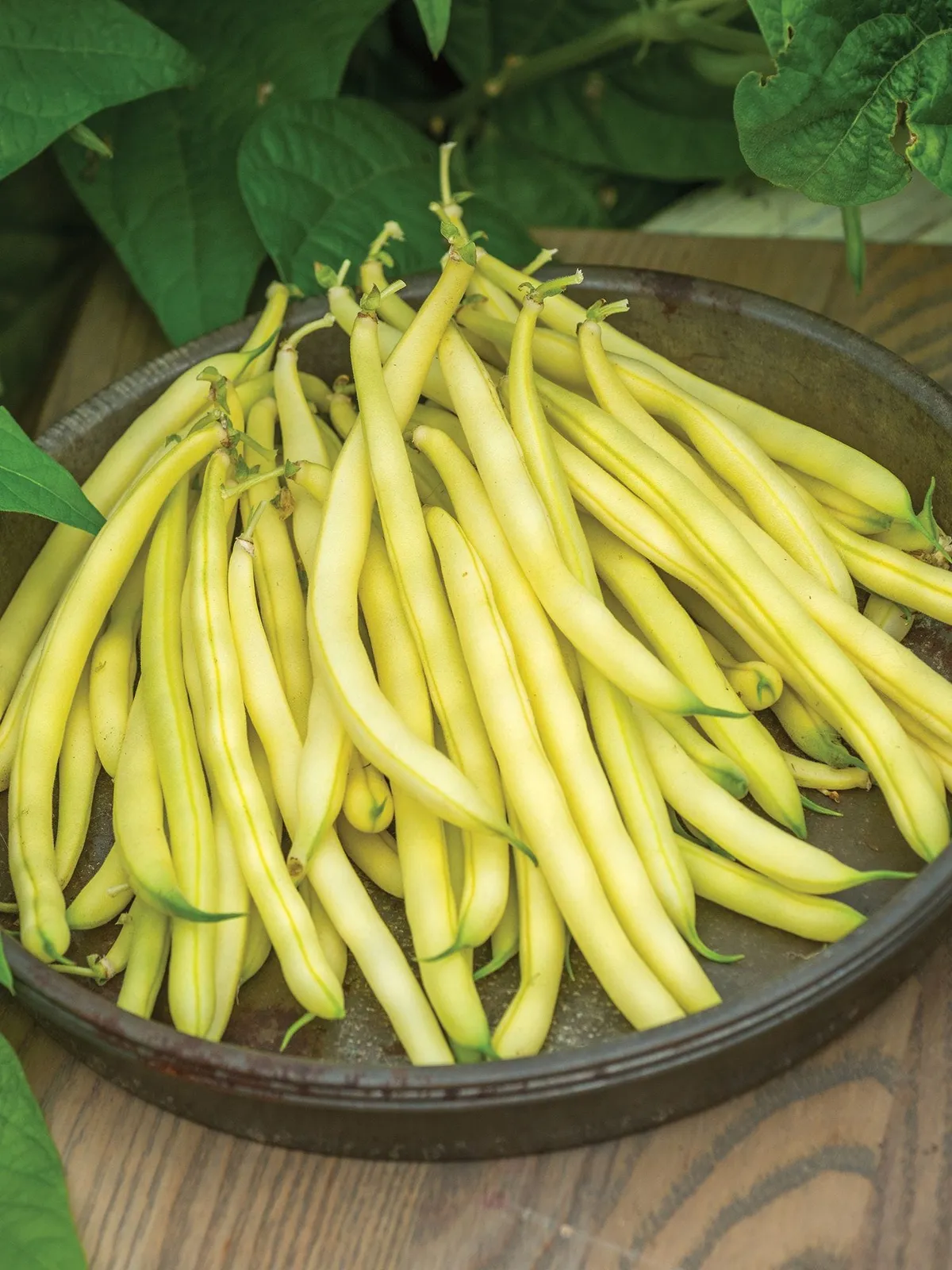 Bush, Gold Mine Beans