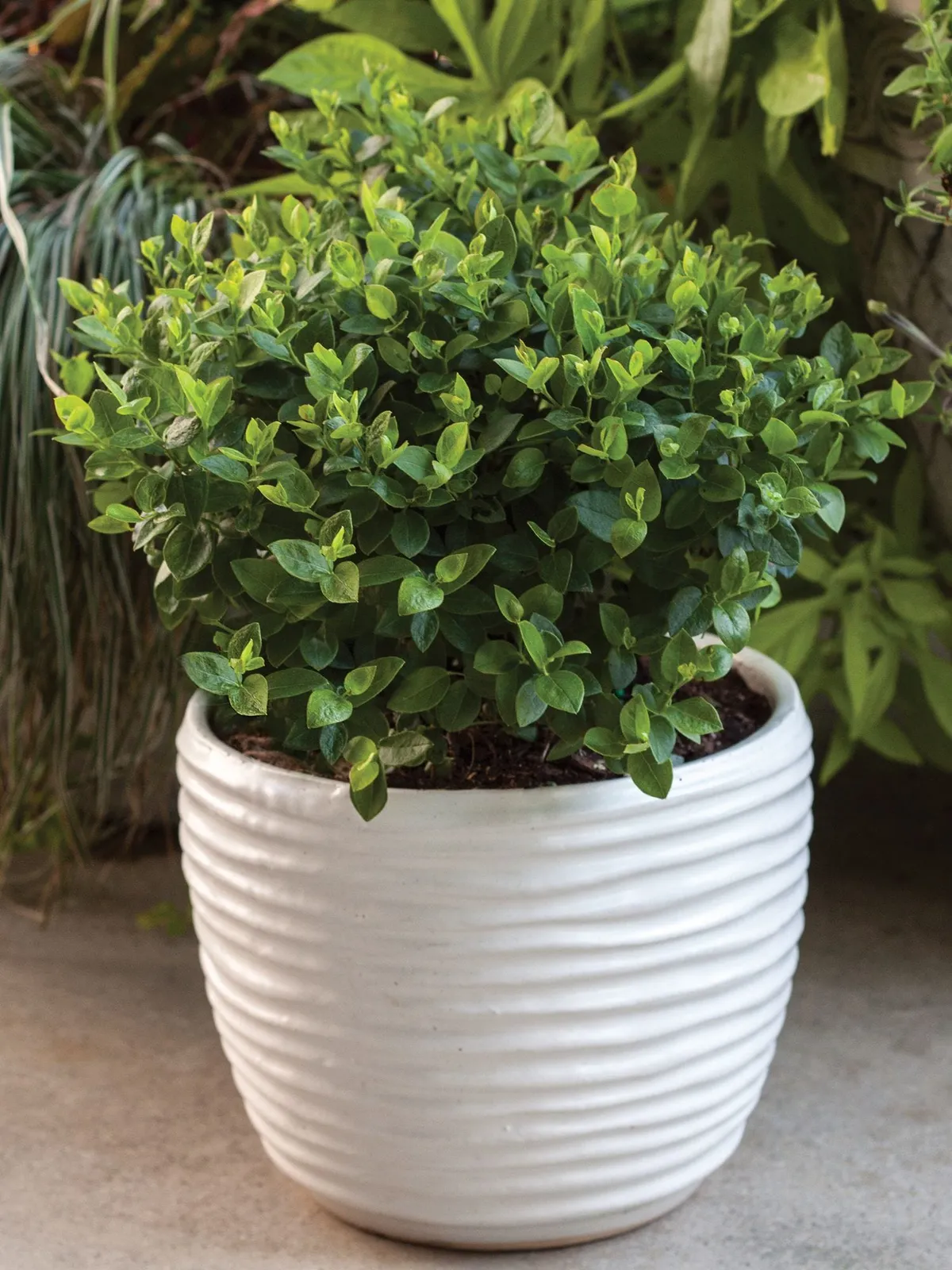 Southern Bluebelle Blueberries