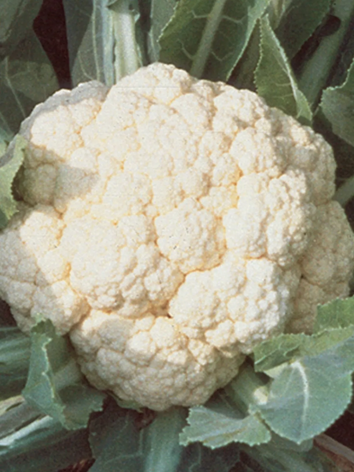 Snowball Self-Blanching