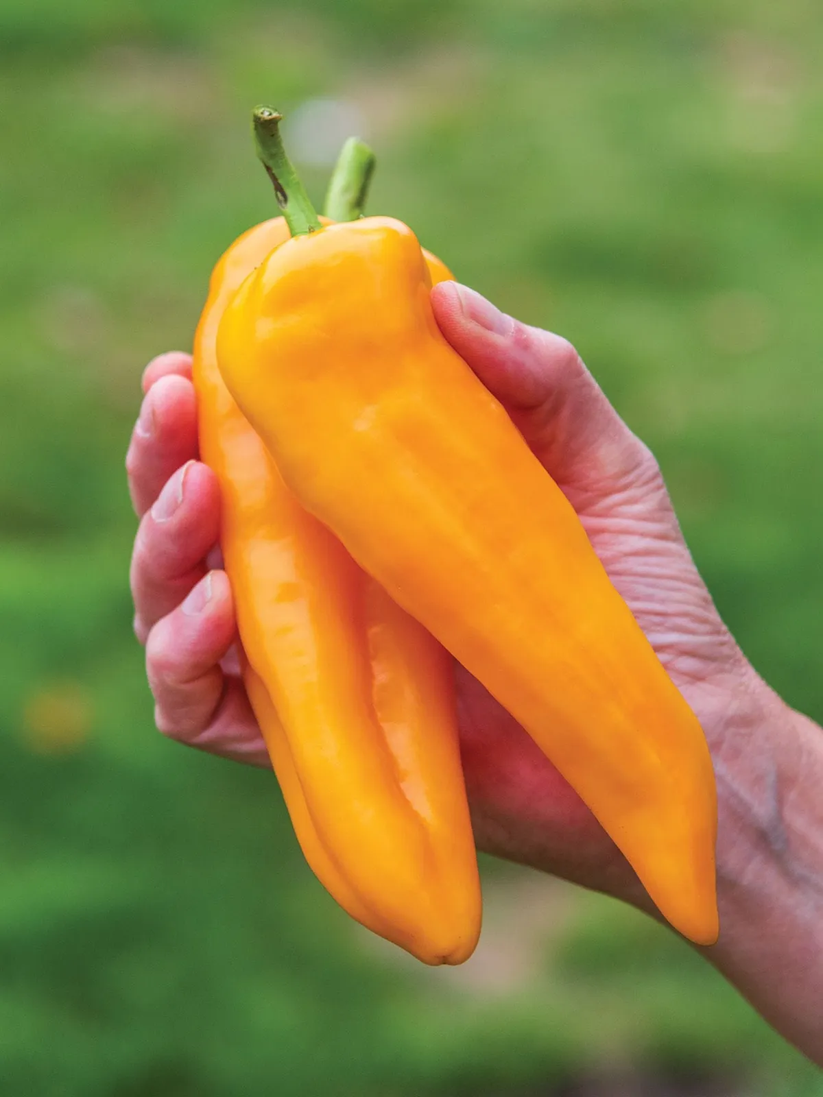 Sweet, Good as Gold Hybrid Peppers