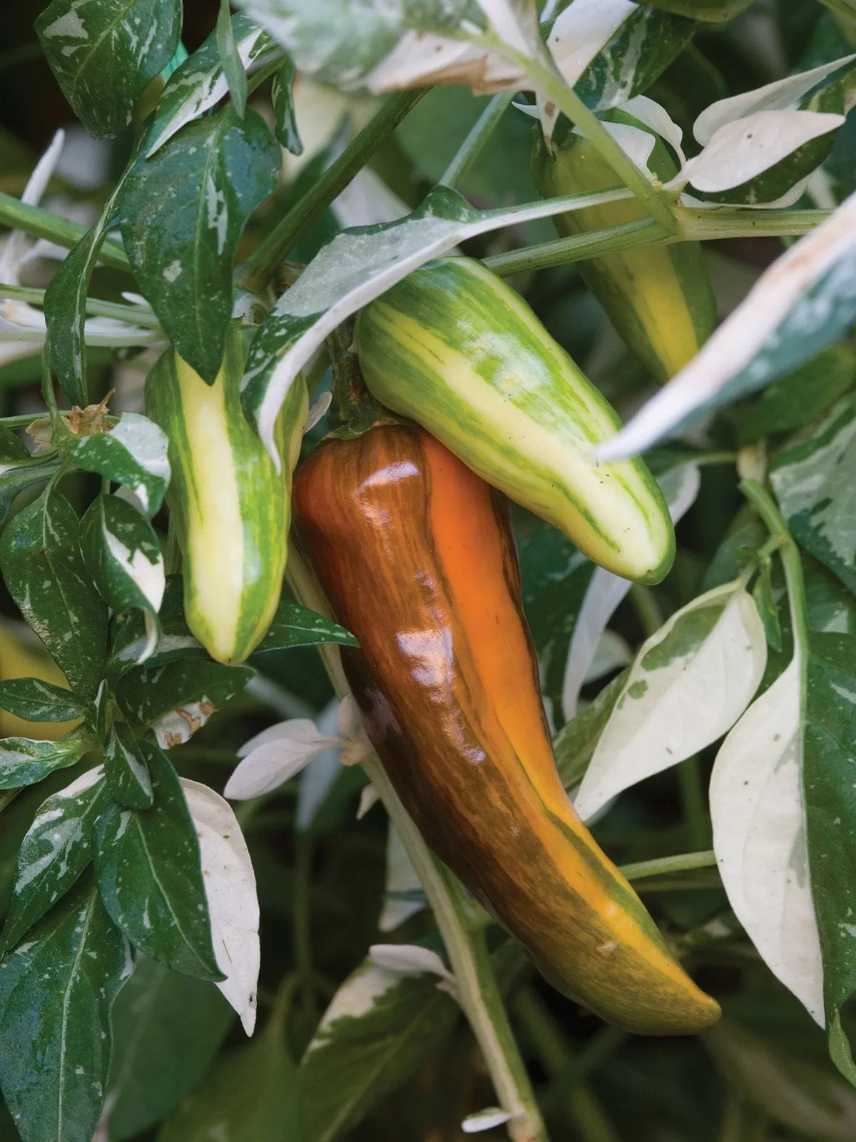 Hot, Fish Peppers