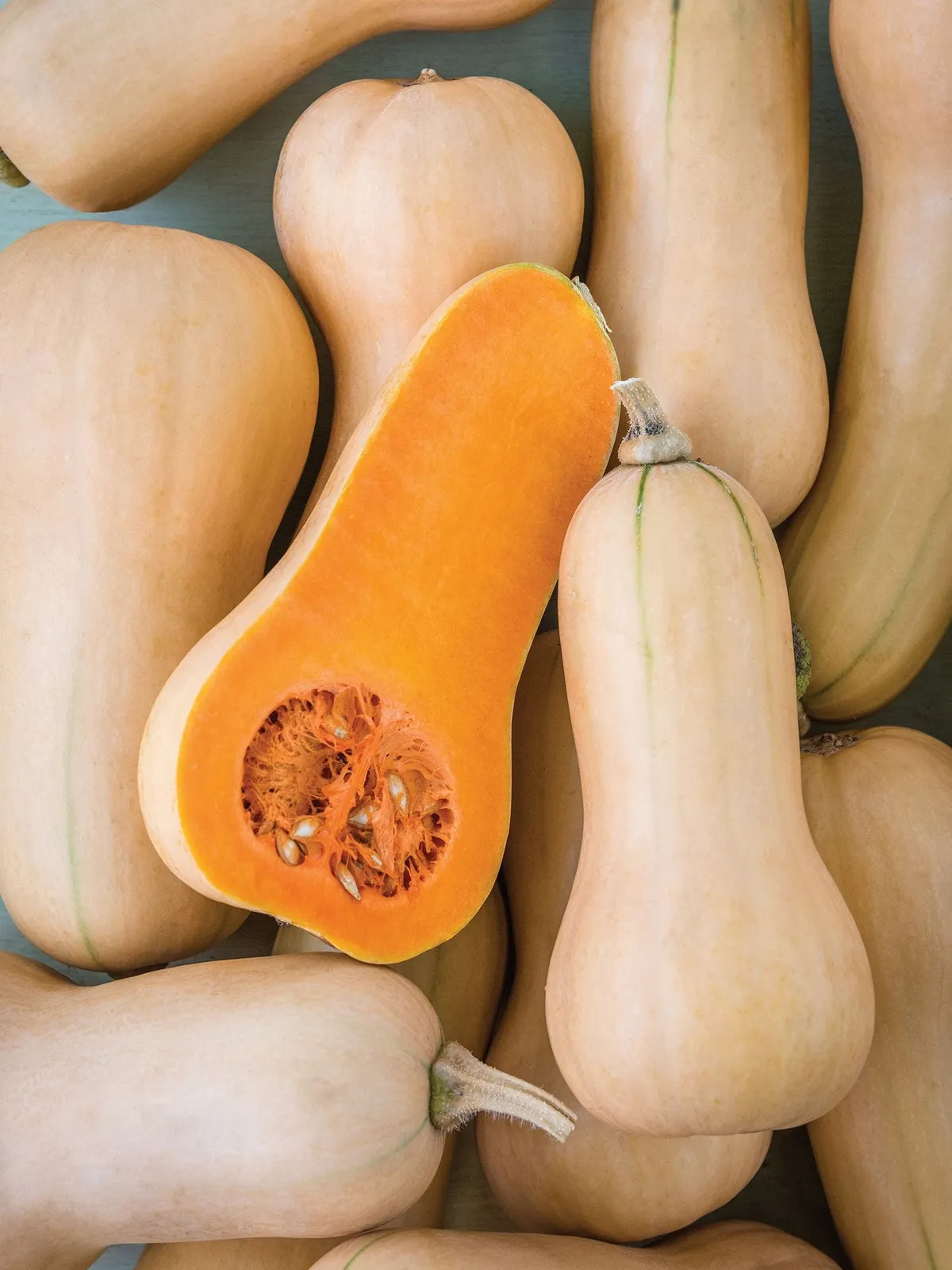 Winter, Burpees Butterbush Squash