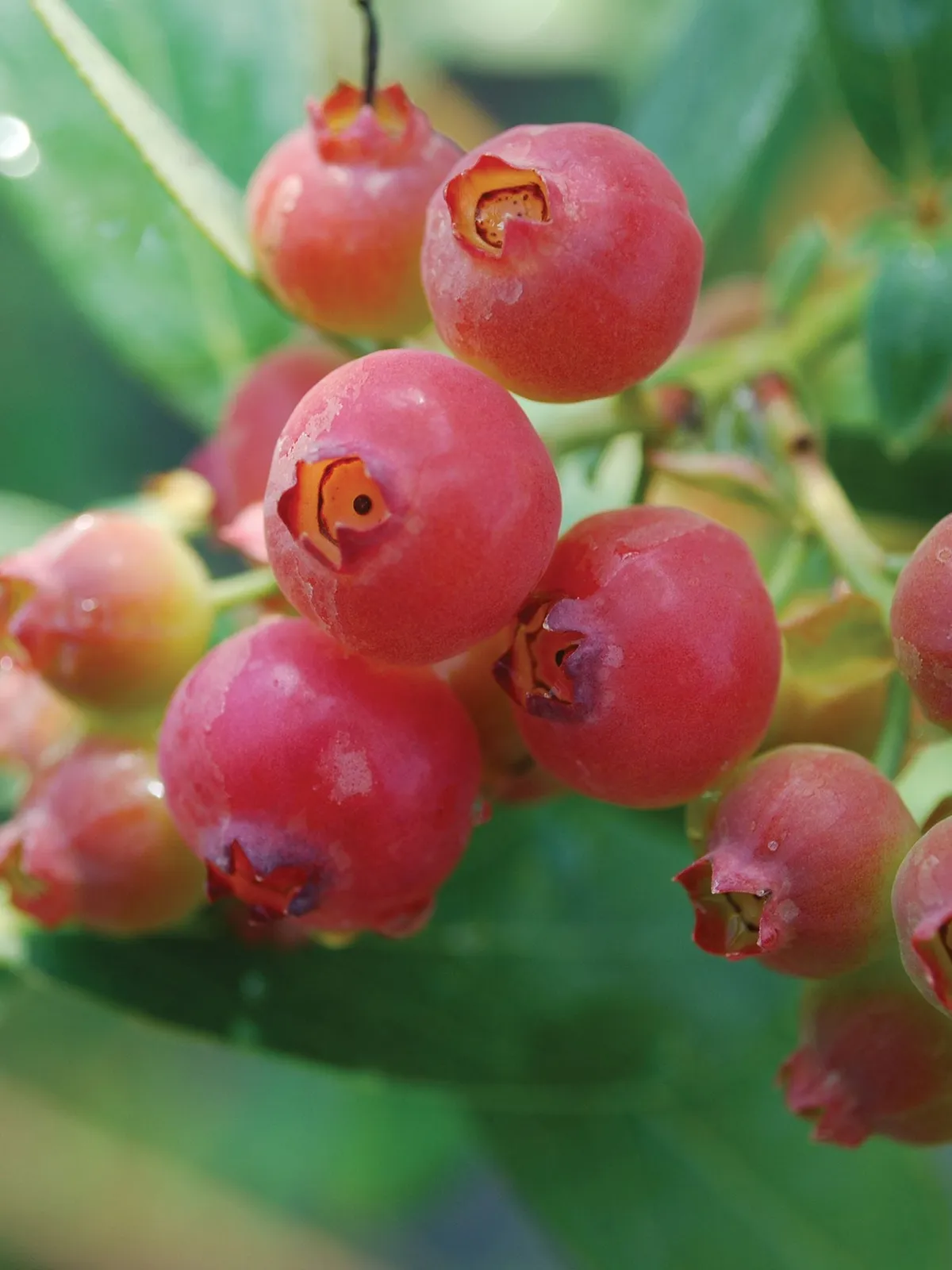 Pink Lemonade Blueberries