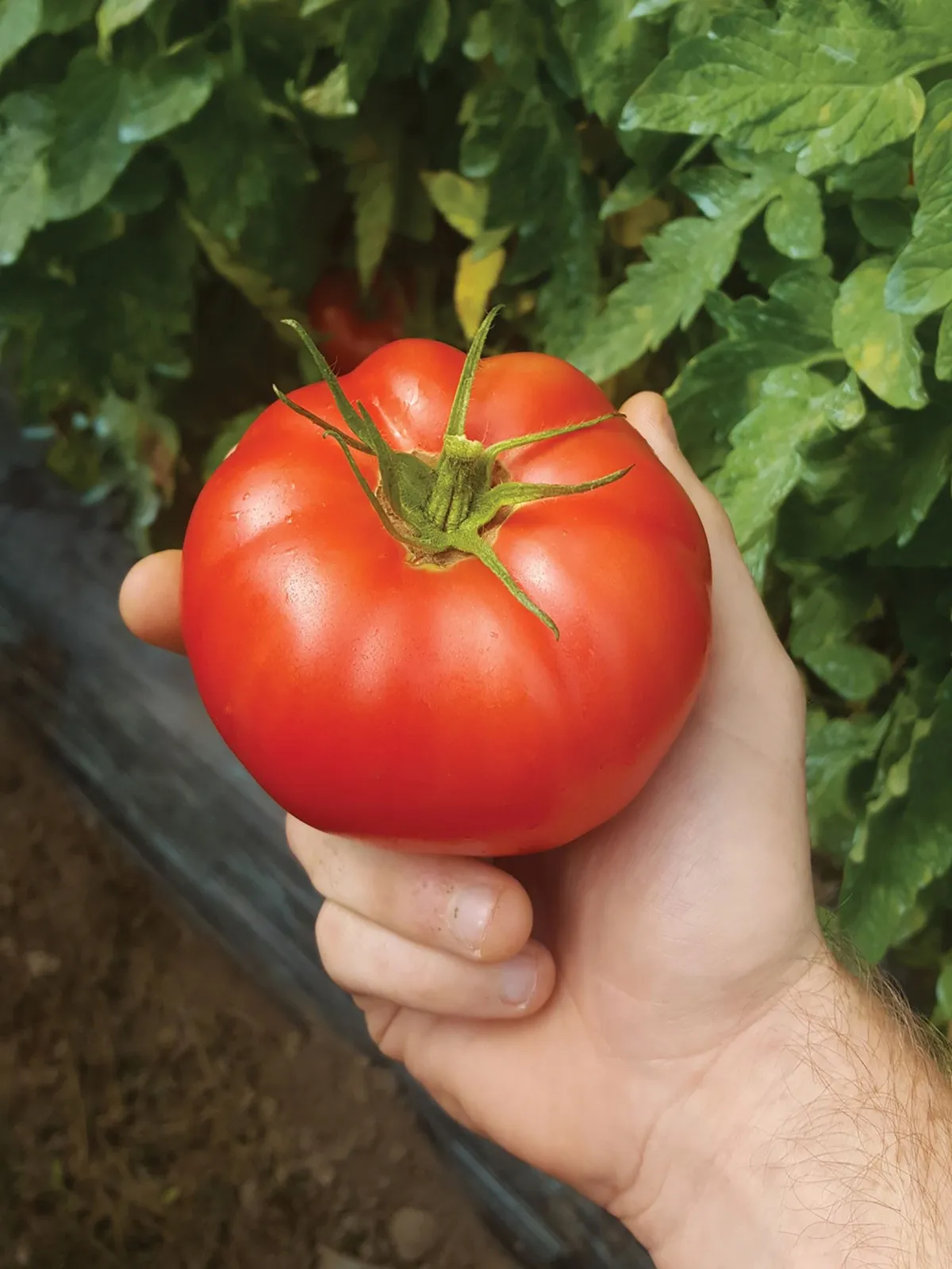 Damsel Hybrid Tomatoes