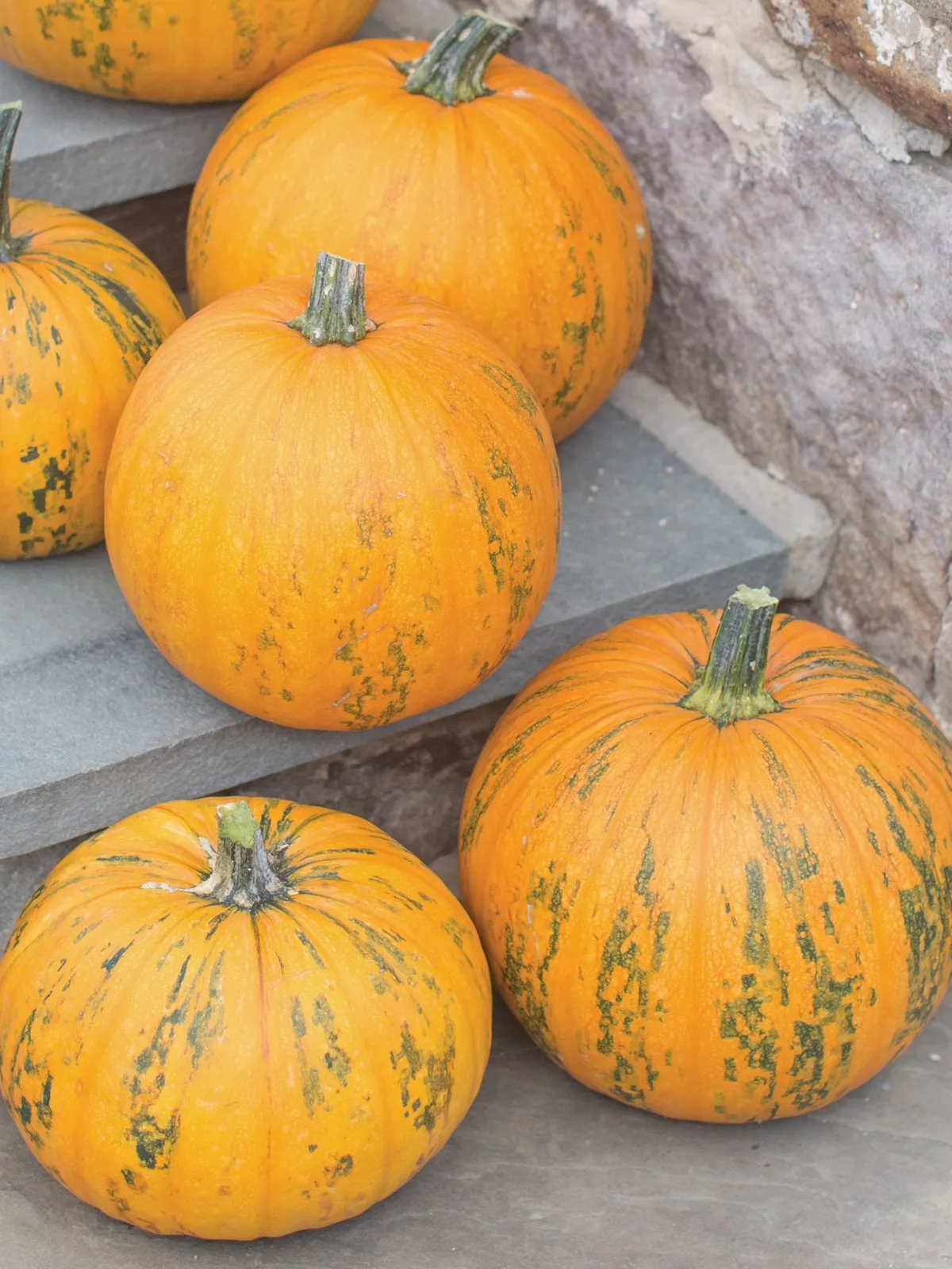 Pepitas Hybrid Pumpkin
