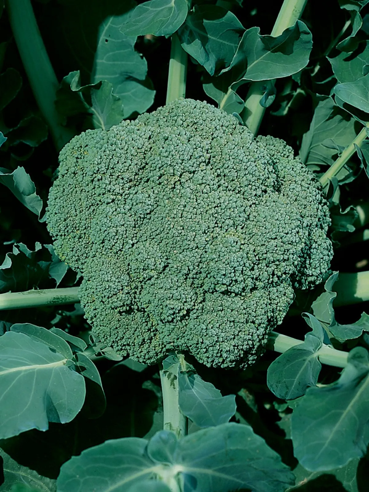 Waltham 29 Broccoli
