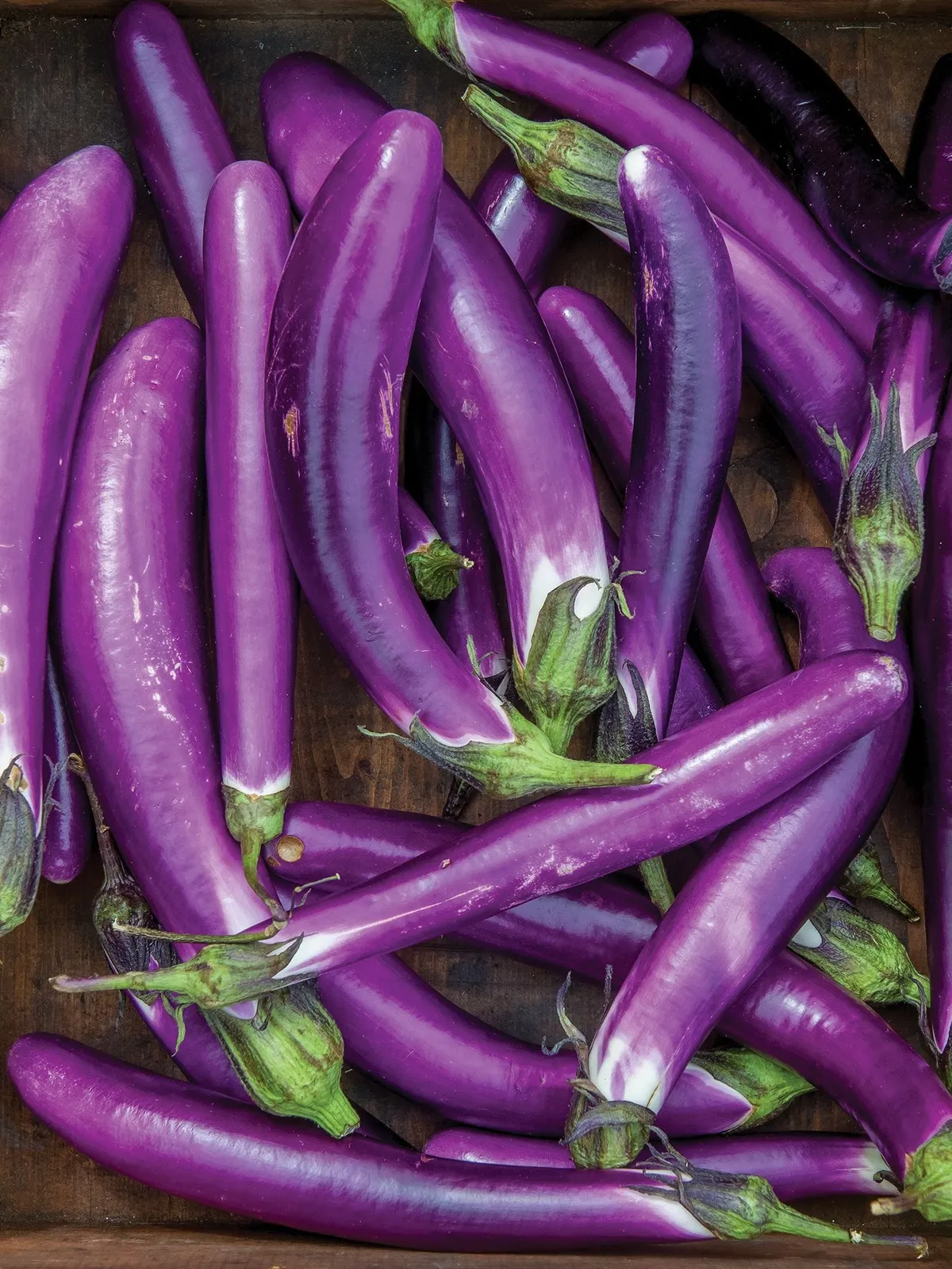 Millionaire Hybrid Eggplant
