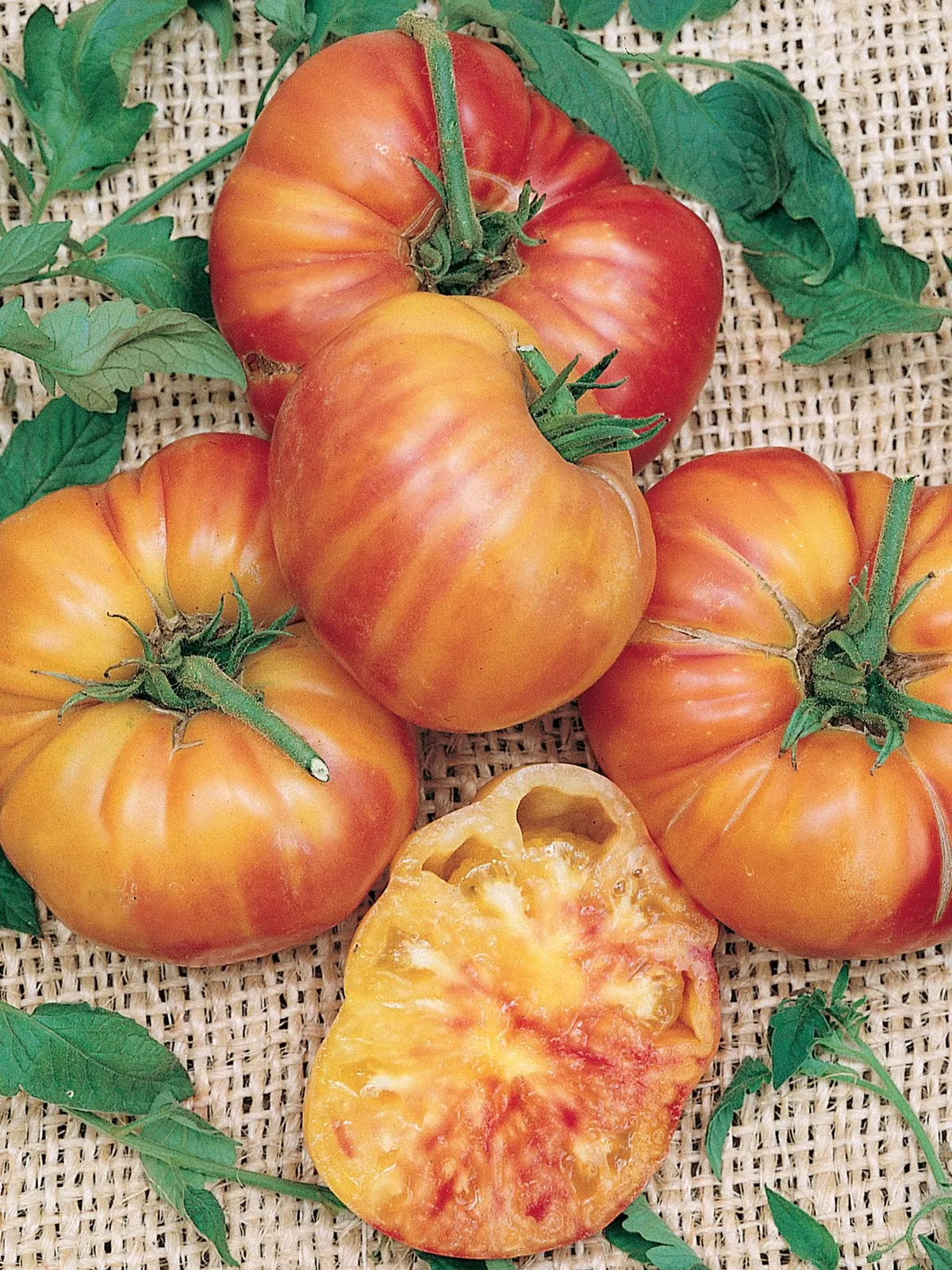 Mr. Stripey Tomatoes