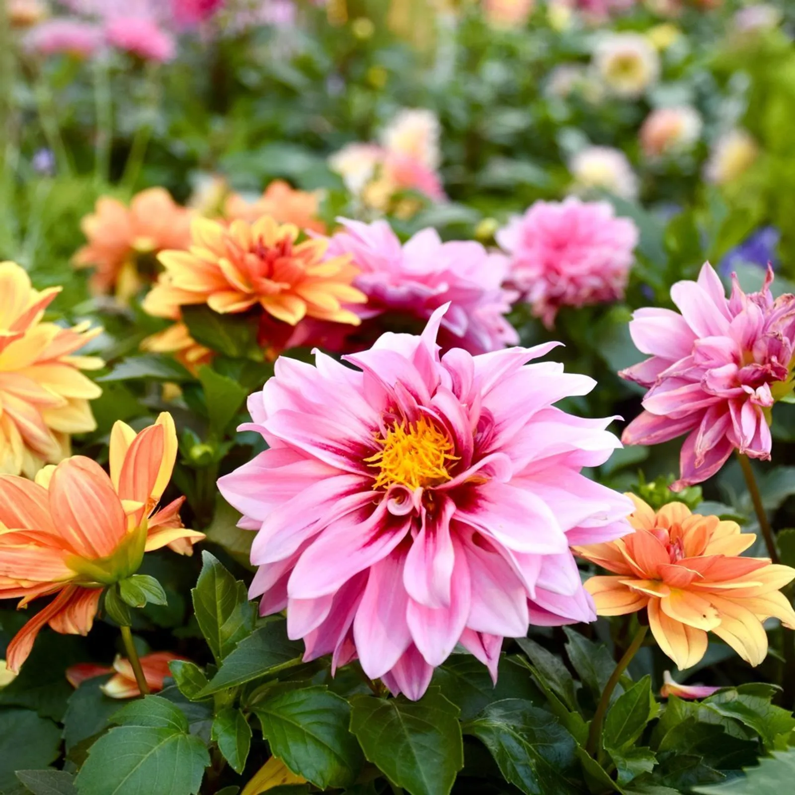 Cactus and Semi-Cactus Dahlia