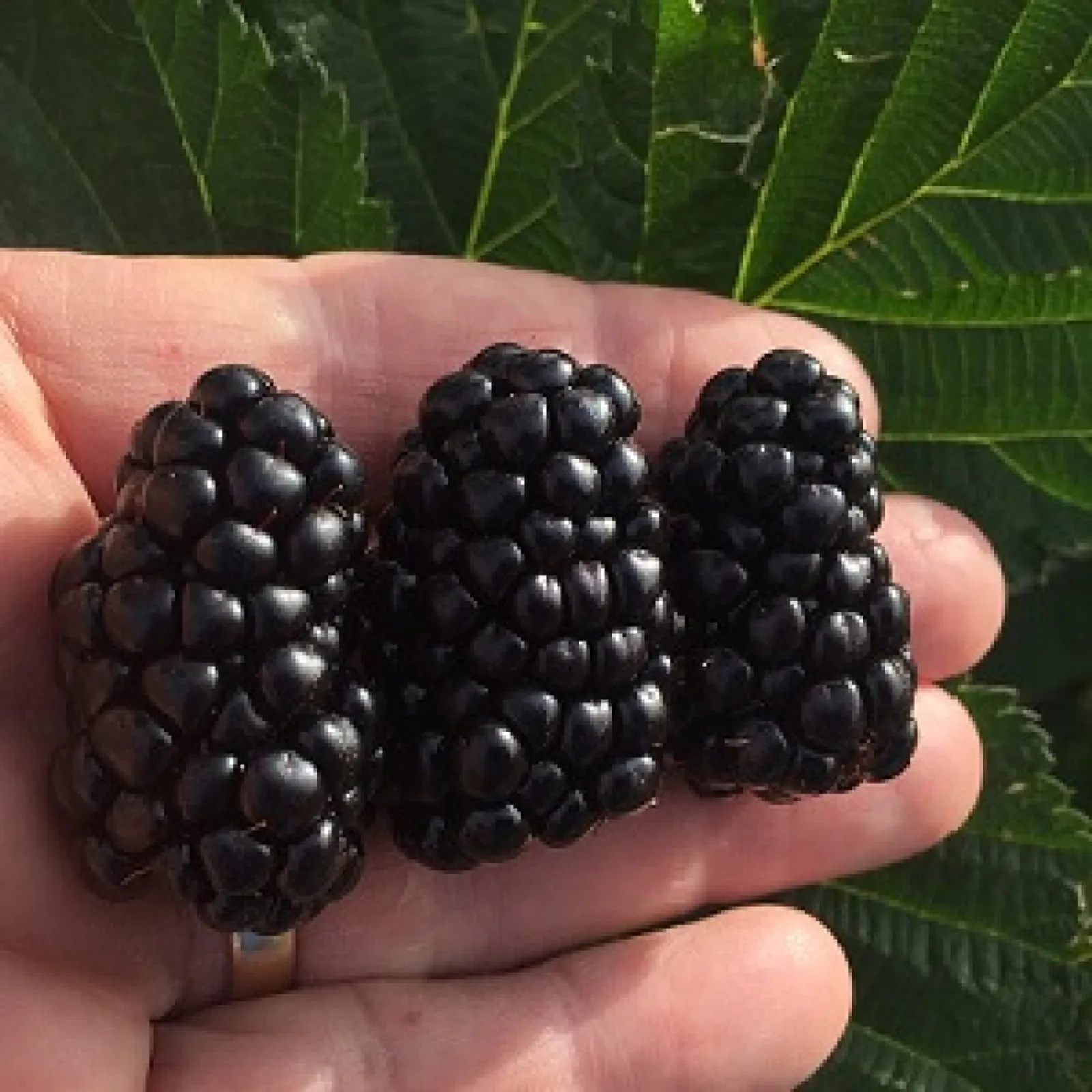 Caddo Blackberries
