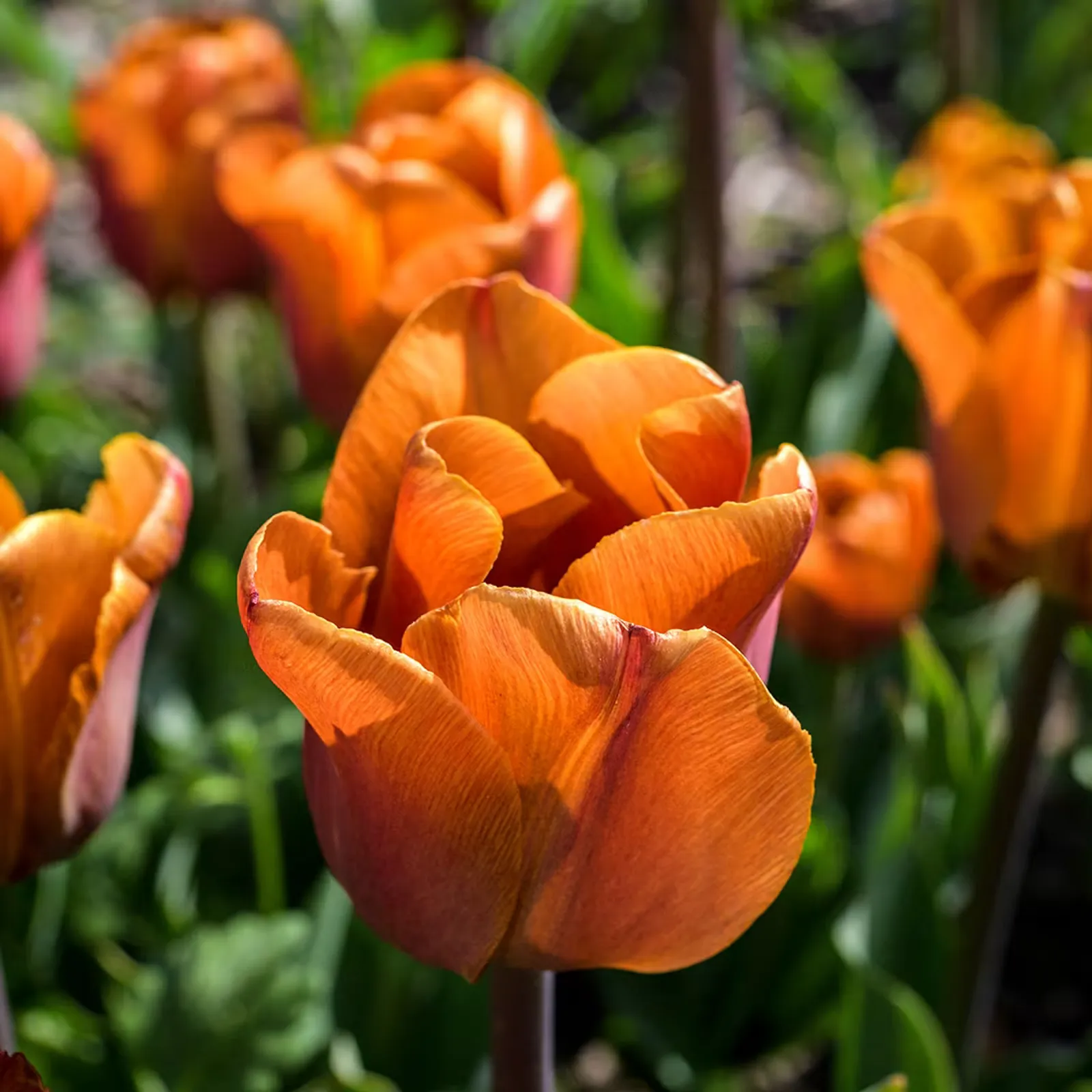 Cairo Tulips