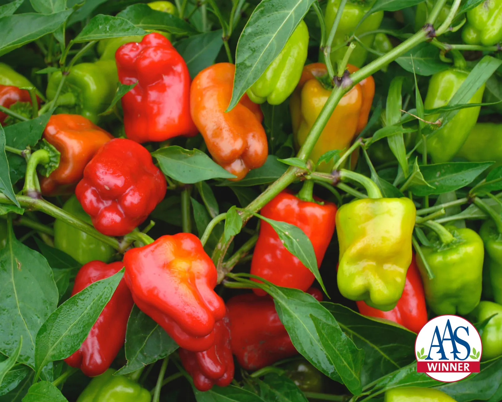 Cajun Belle Hybrid Bell Peppers