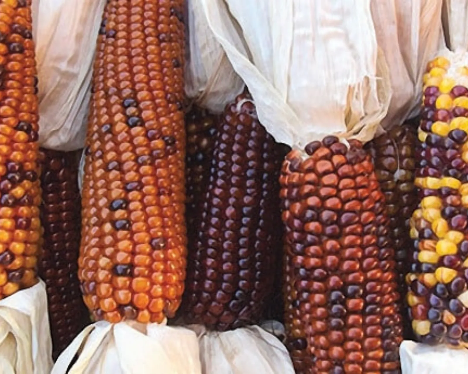 Calico Indian Corn