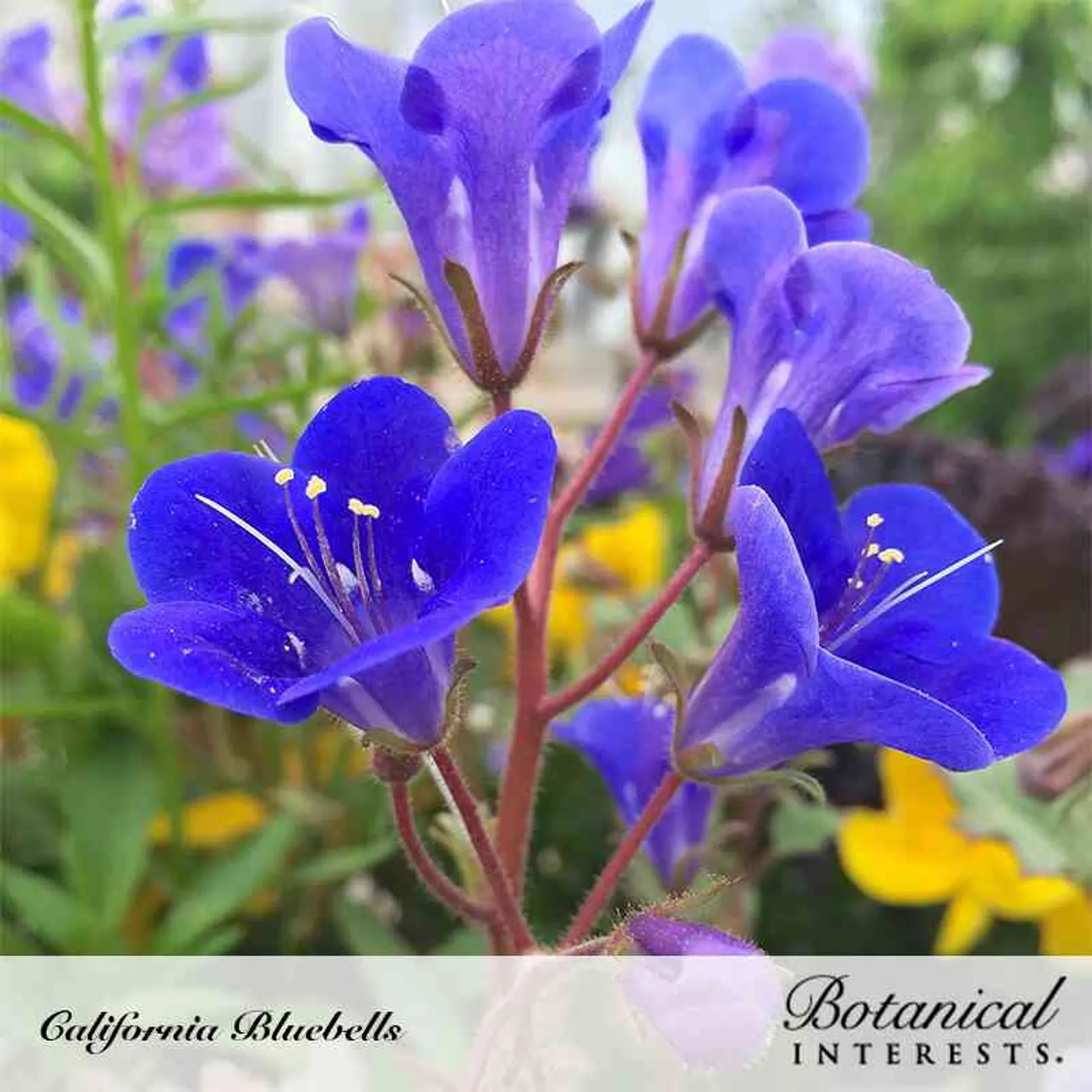 California Bluebells Lobelia