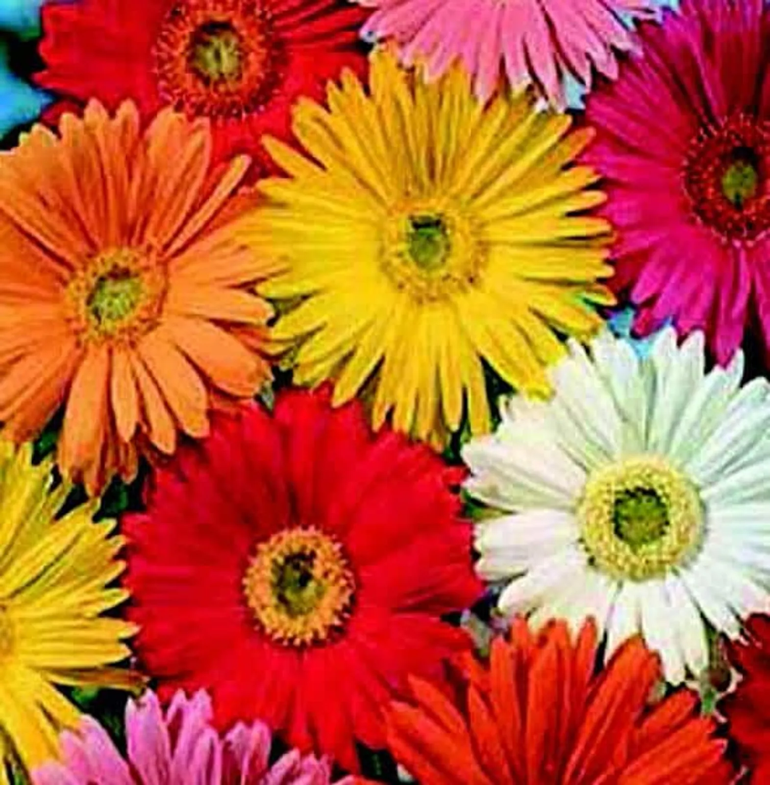 California Giants Mix Gerbera Daisy