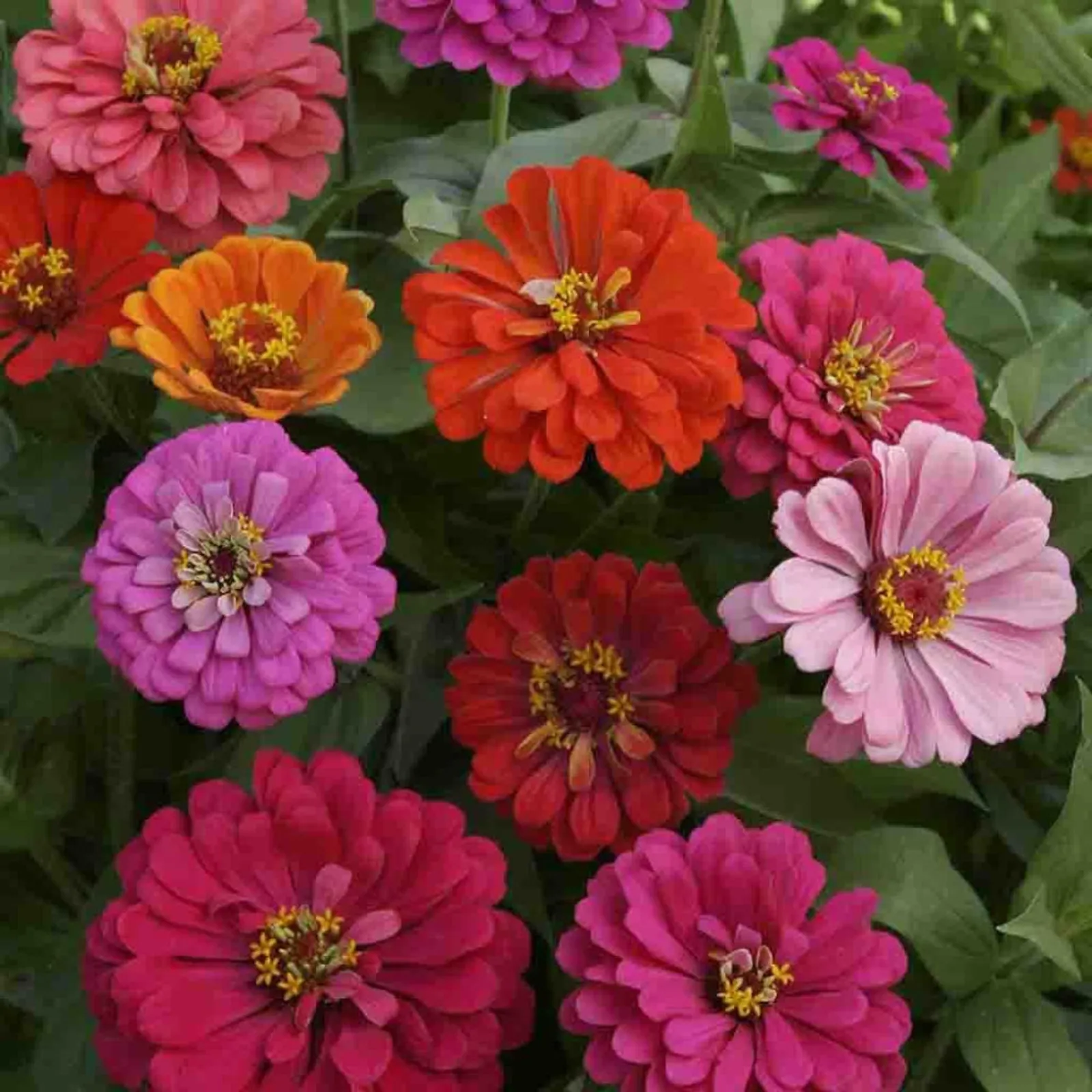 California Giants Mixed Colors Zinnia
