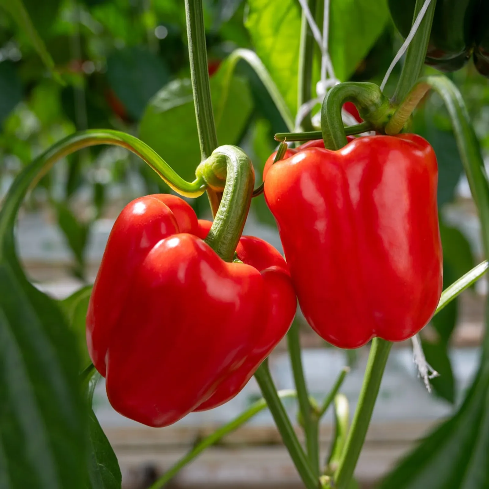 California Wonder Peppers