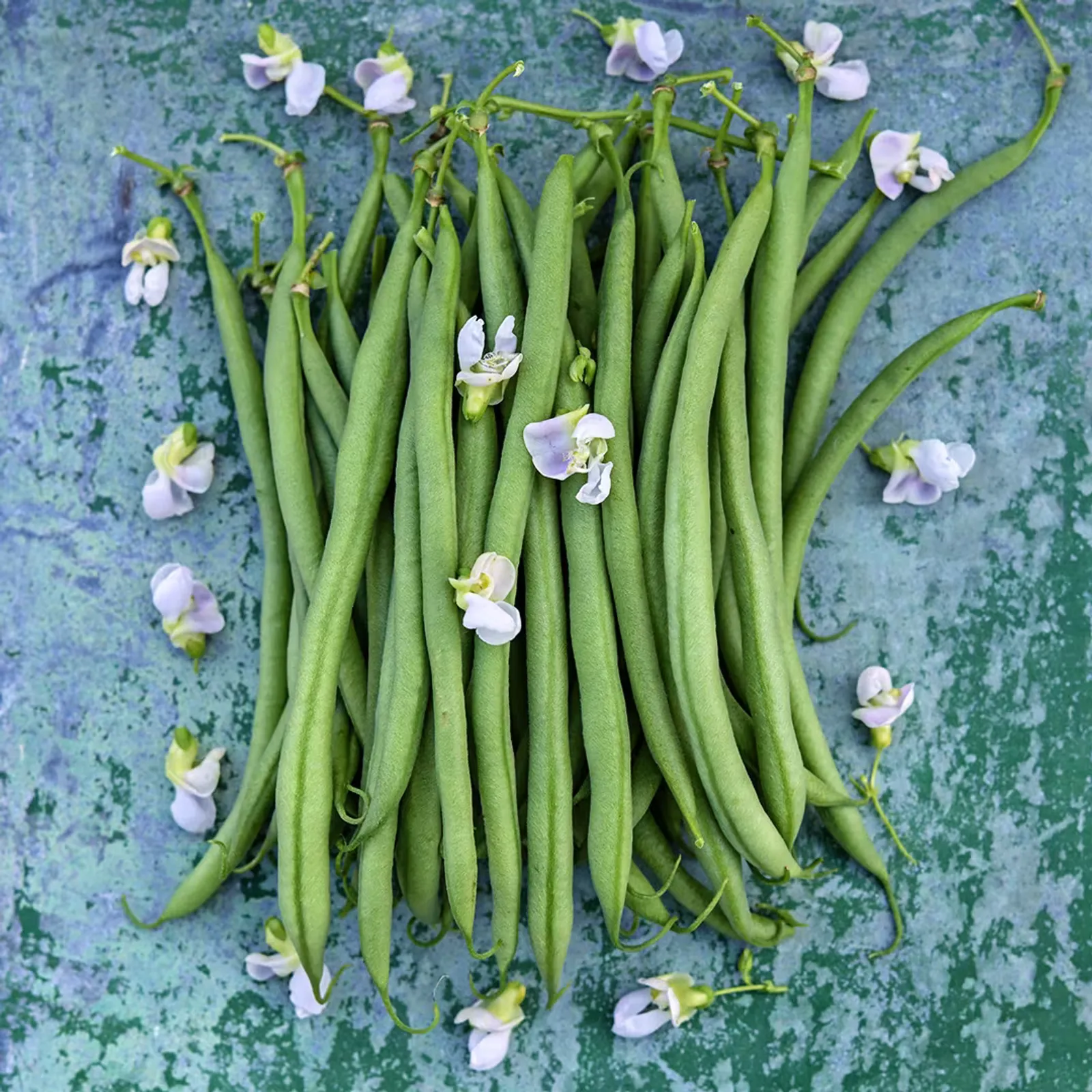 Calima Beans