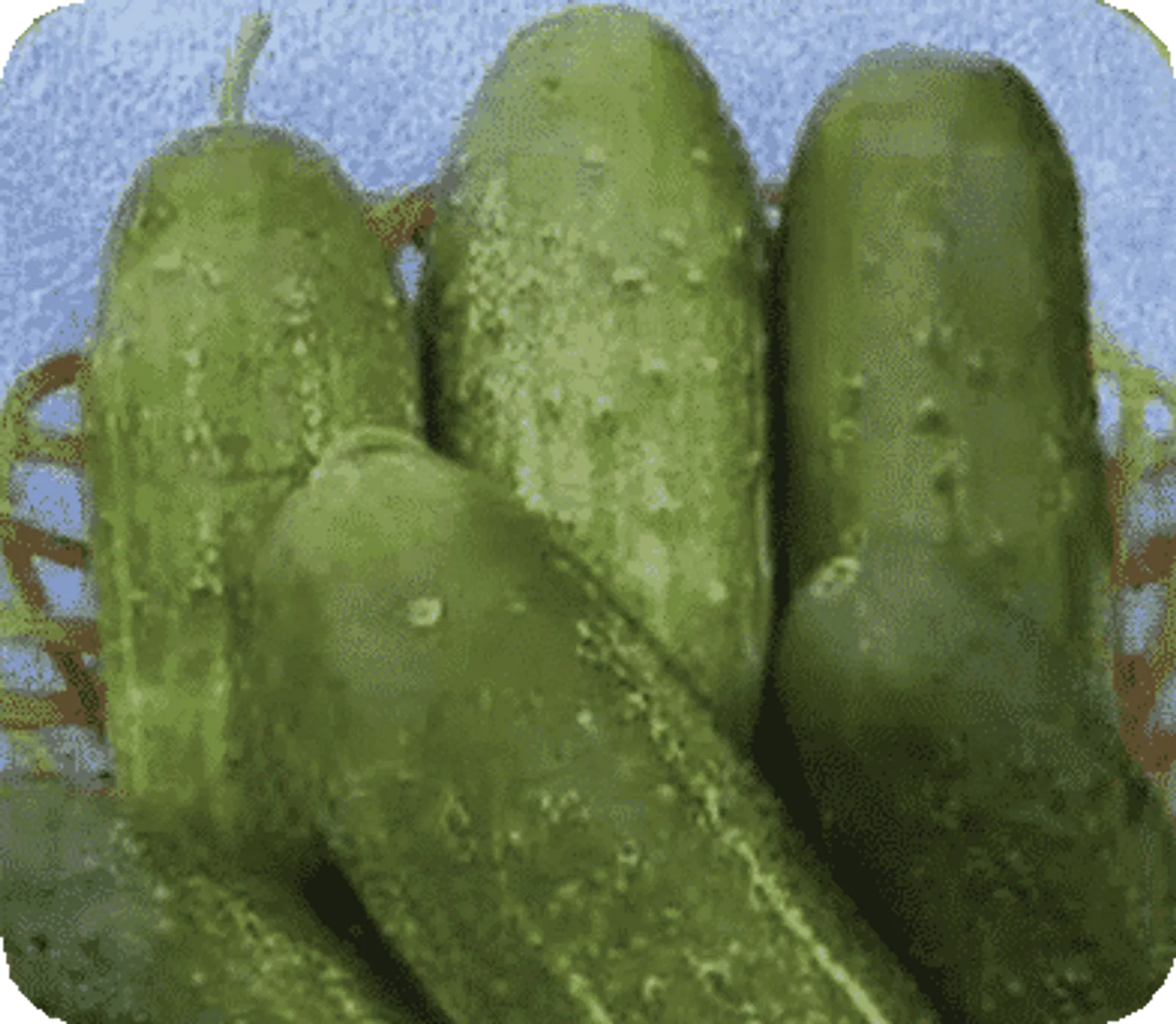 Calypso Cucumbers