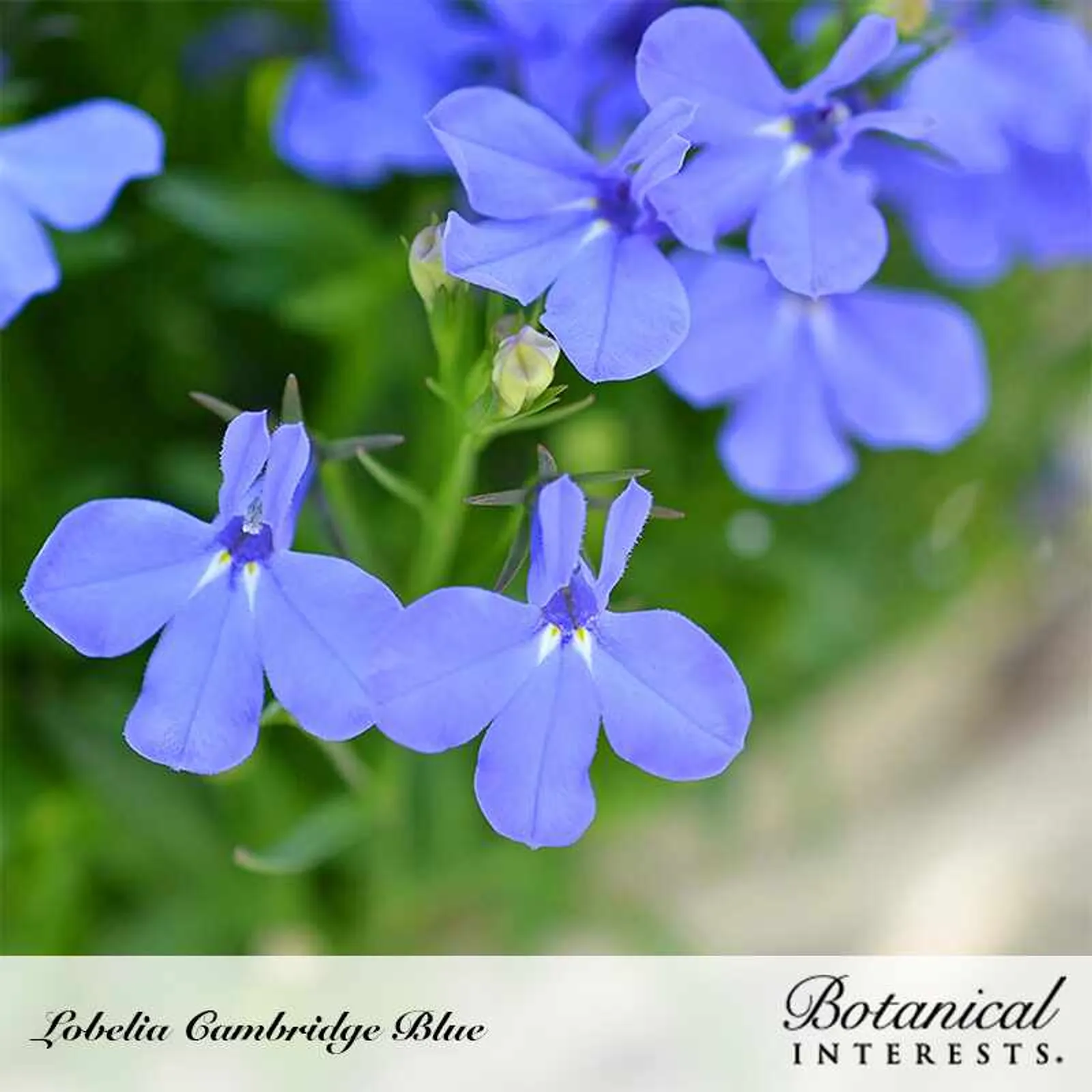 Cambridge Blue Lobelia