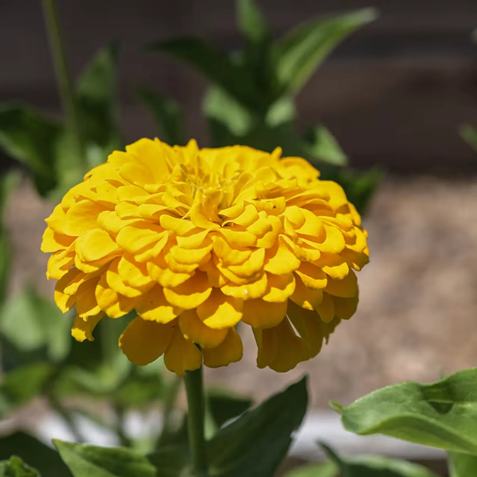 Canary Bird Zinnia