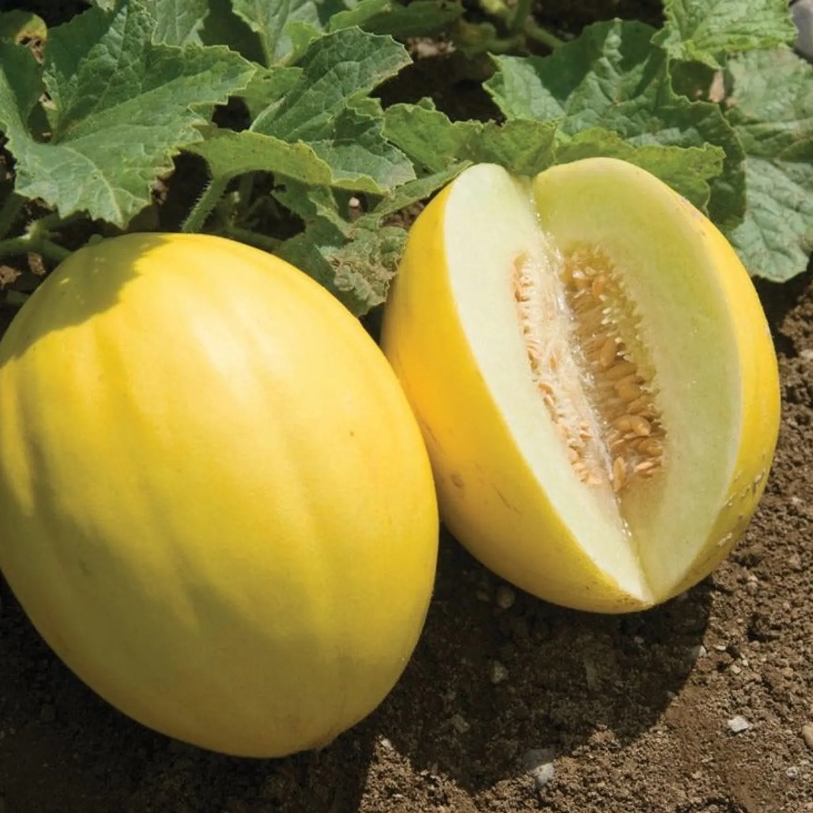 Canary Yellow Melon Honeydew