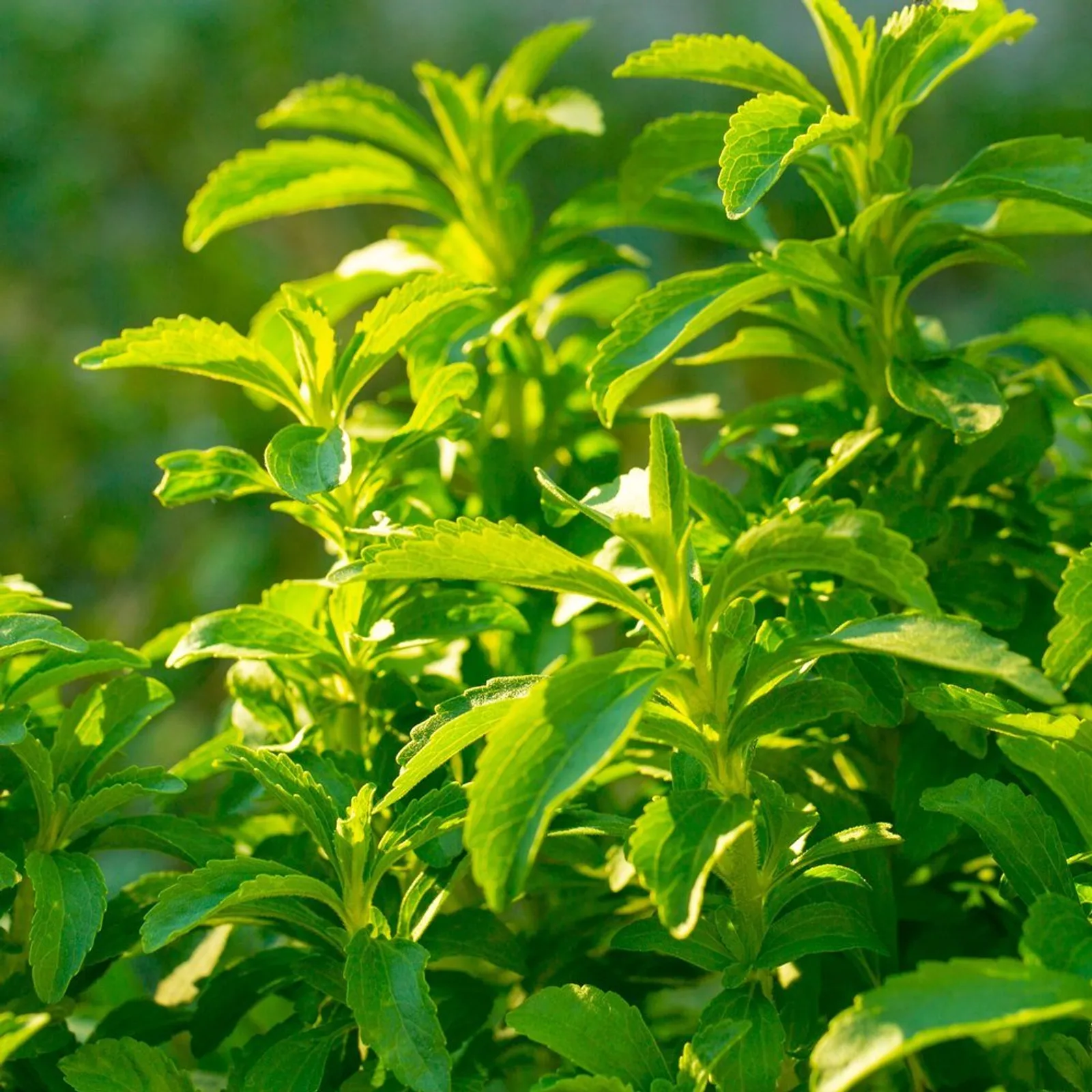 Candy Stevia