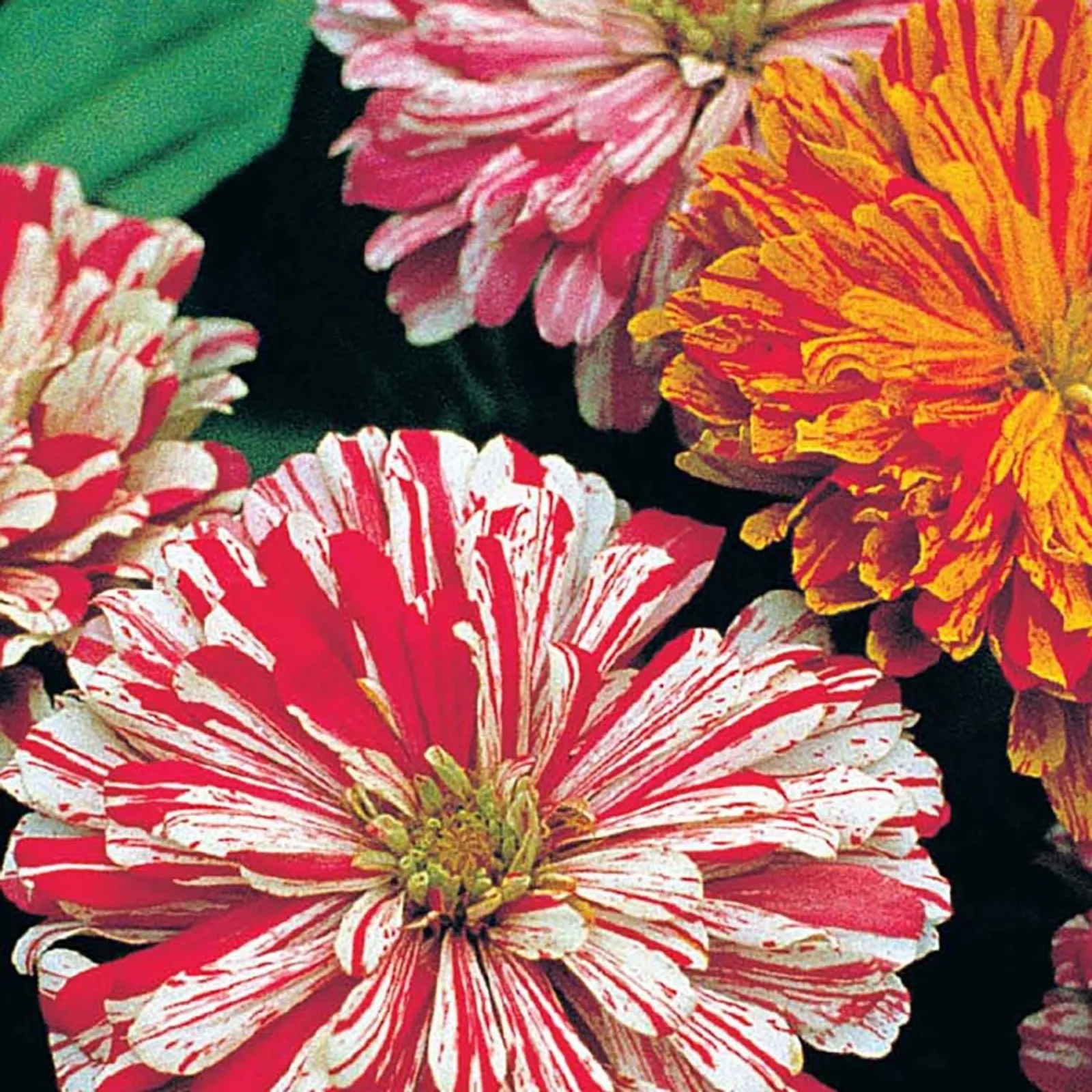 Candy Cane Zinnia