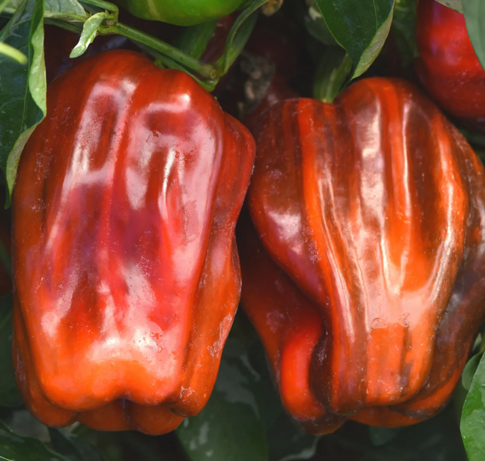 Candy Cane Chocolate Cherry Peppers