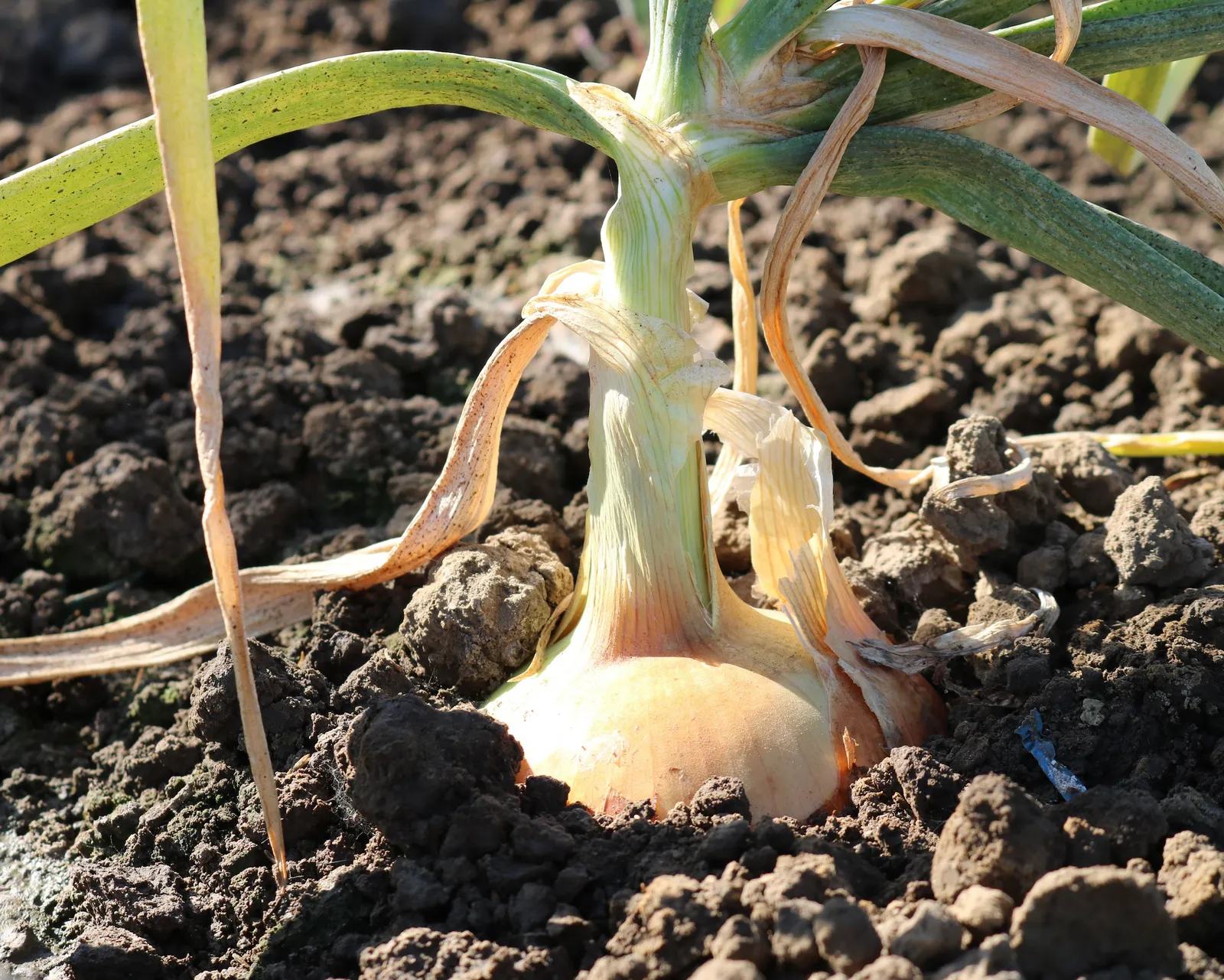 Candy Onions