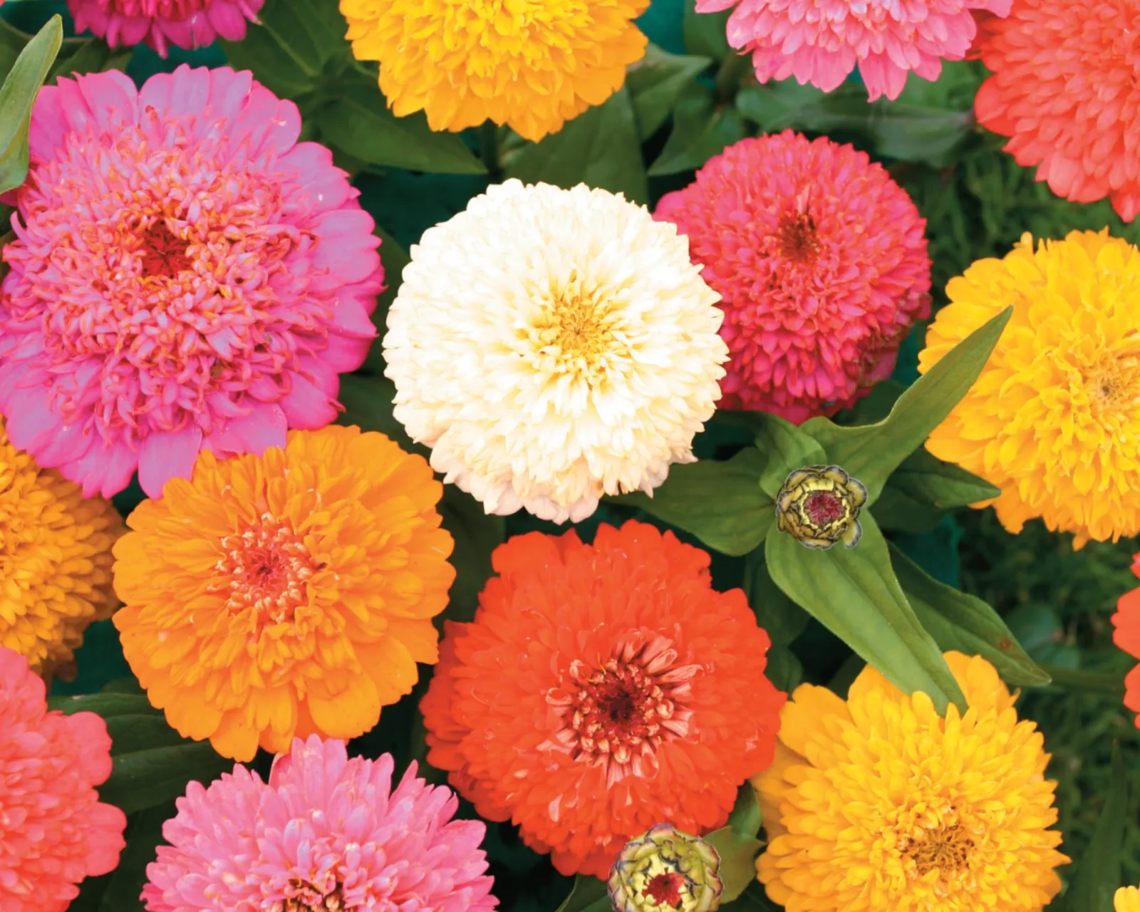 Candy Mix Zinnia