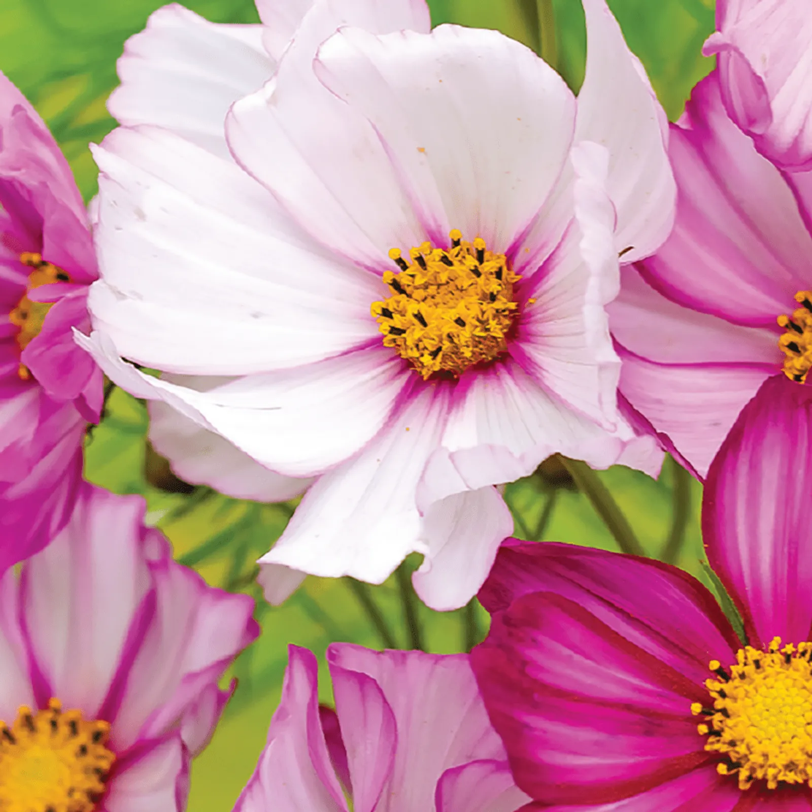 Candy Stripe Cosmos