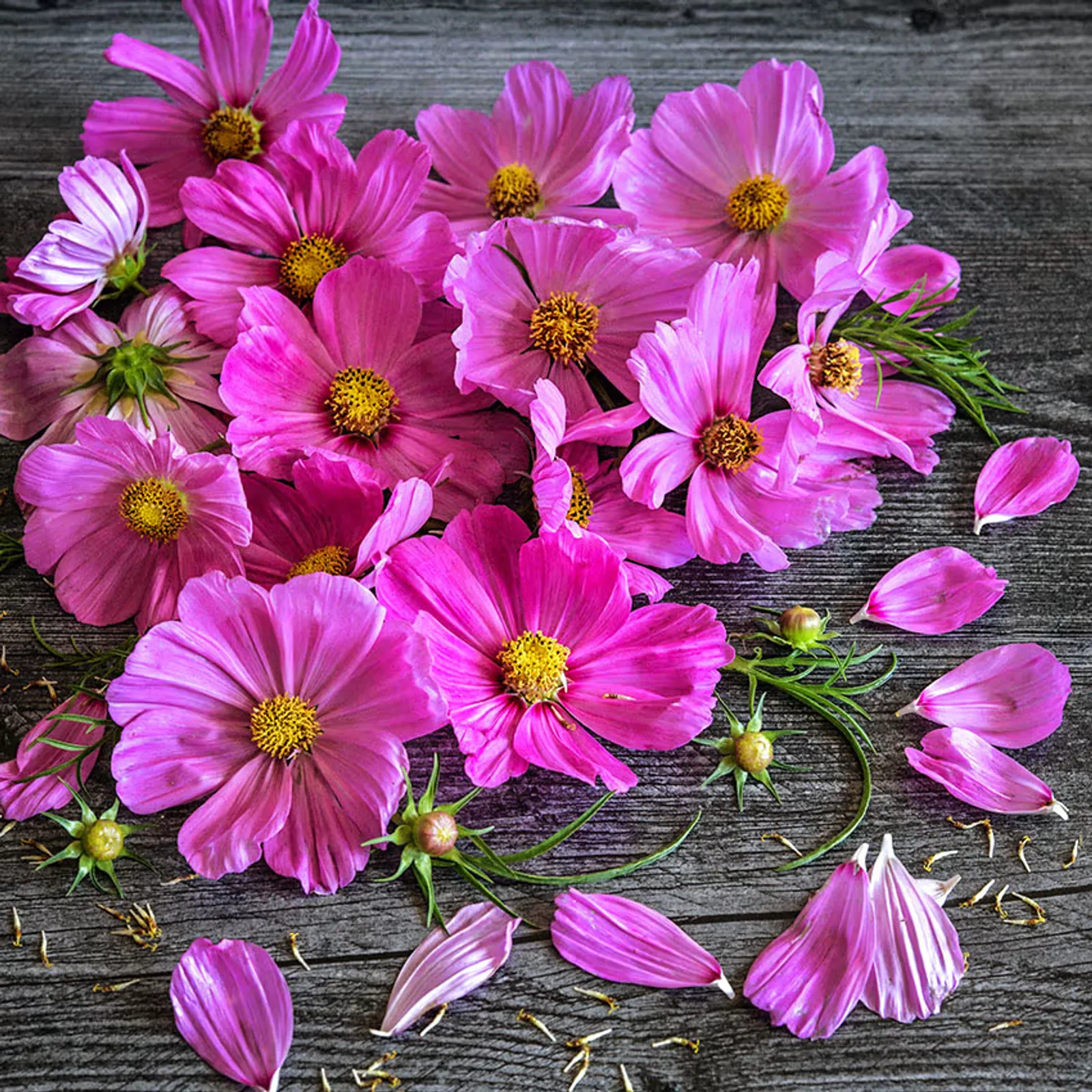 Candyfloss Pink Sunrise Cosmos