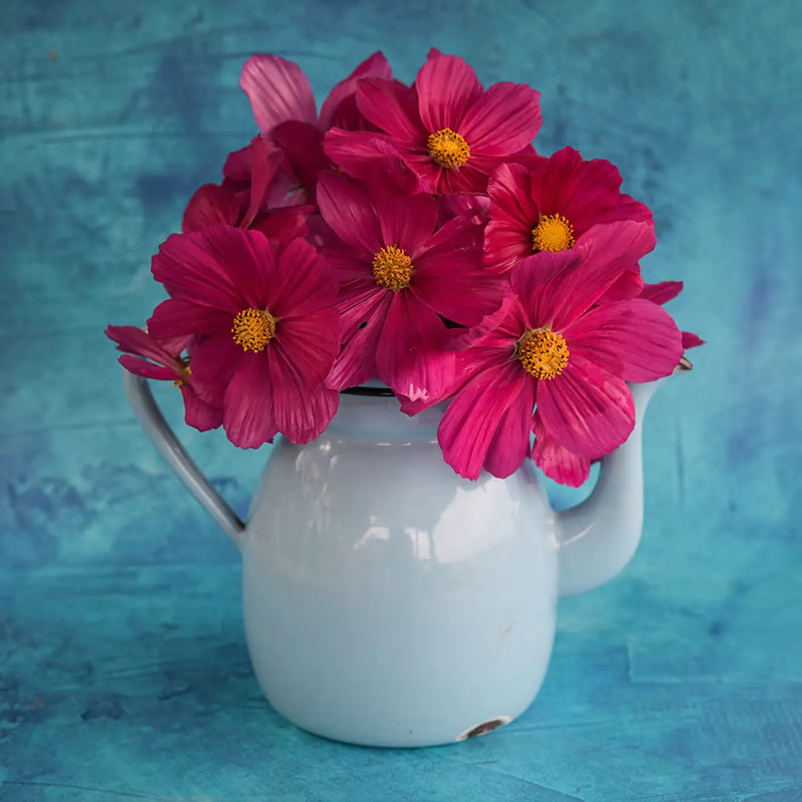 Candyfloss Red Cosmos