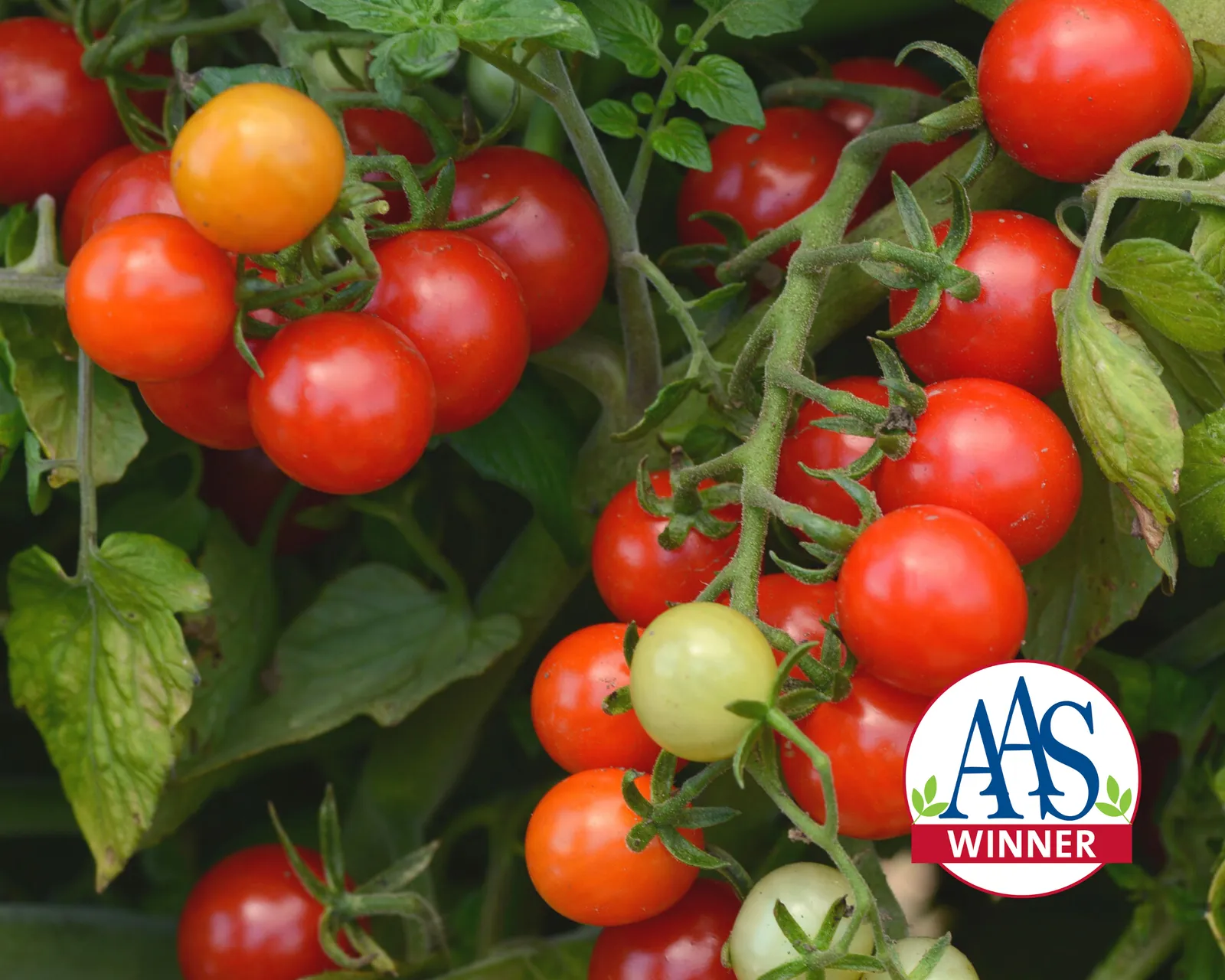 Candyland Red Tomatoes