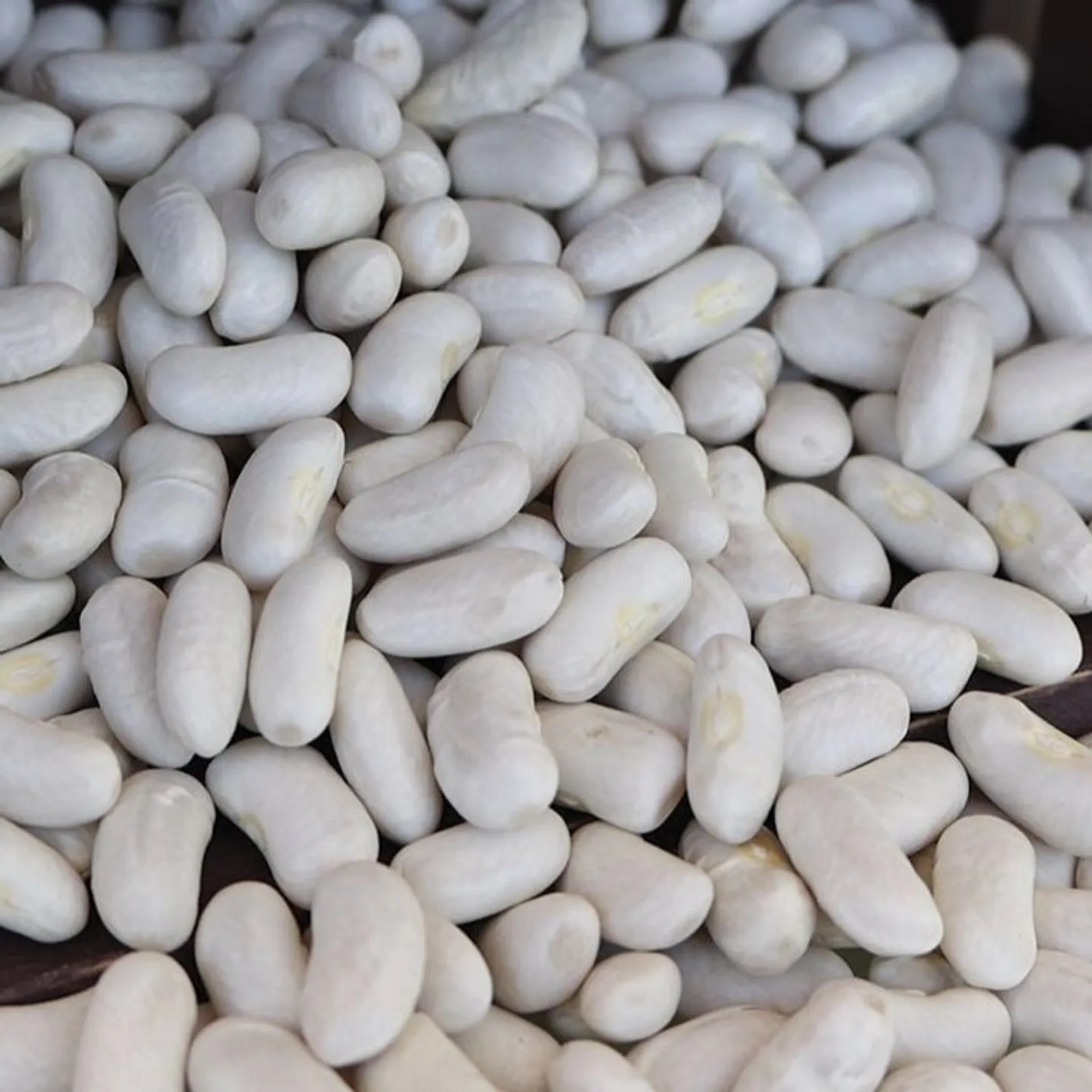 Cannelino Beans